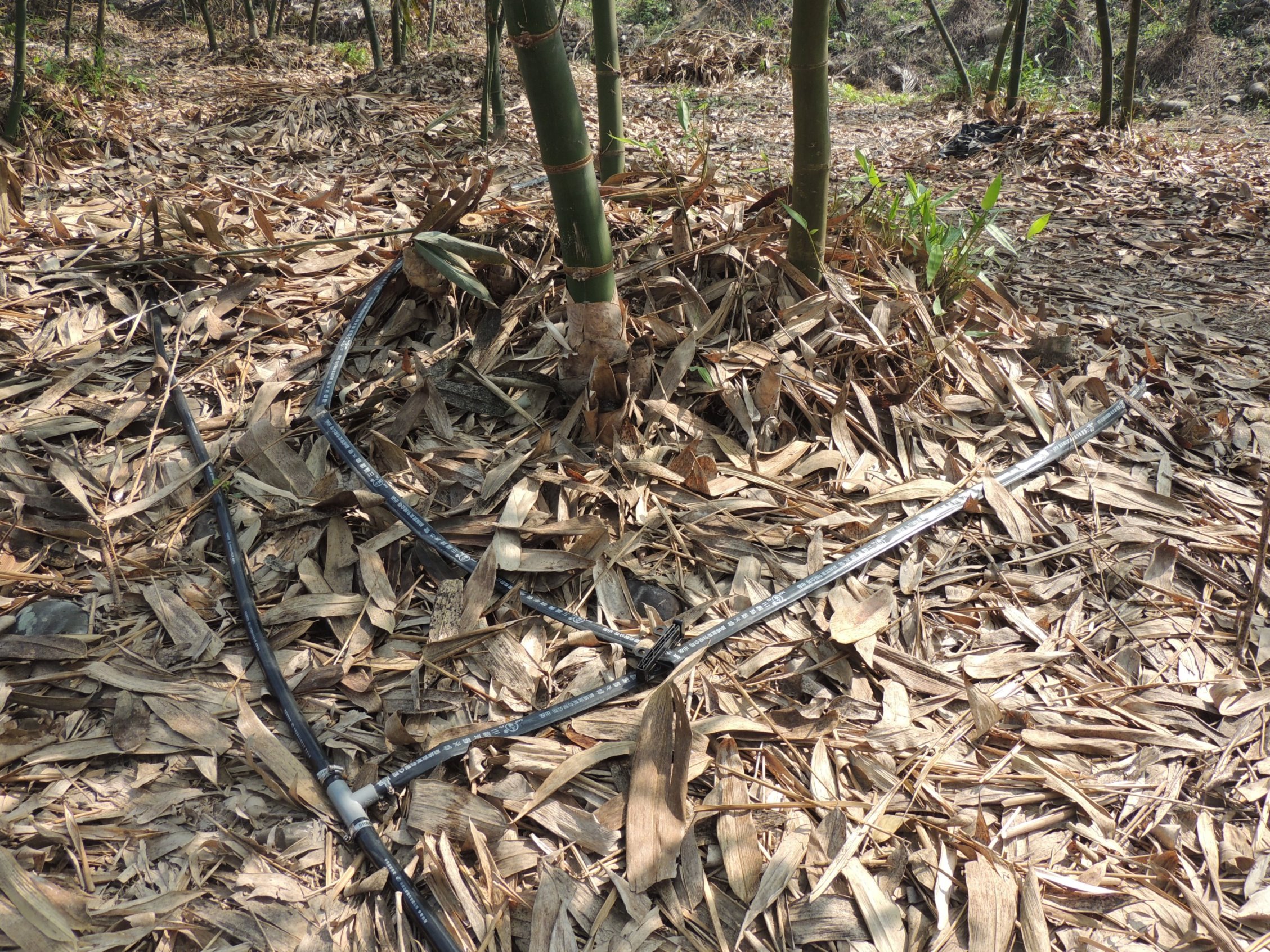 麻竹園透過節水灌溉管道進行降低灌溉用水量，於旱季實現灌溉措施，確保竹叢生長。