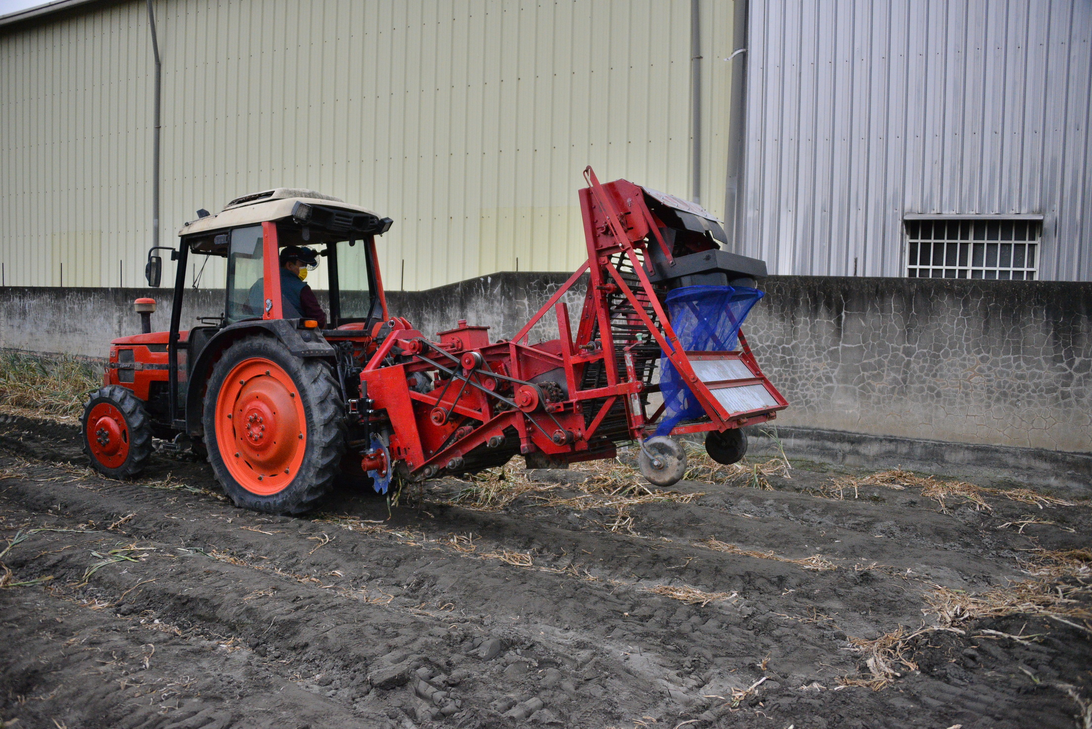 一貫型挖掘式大蒜收穫機，人機比可達8倍