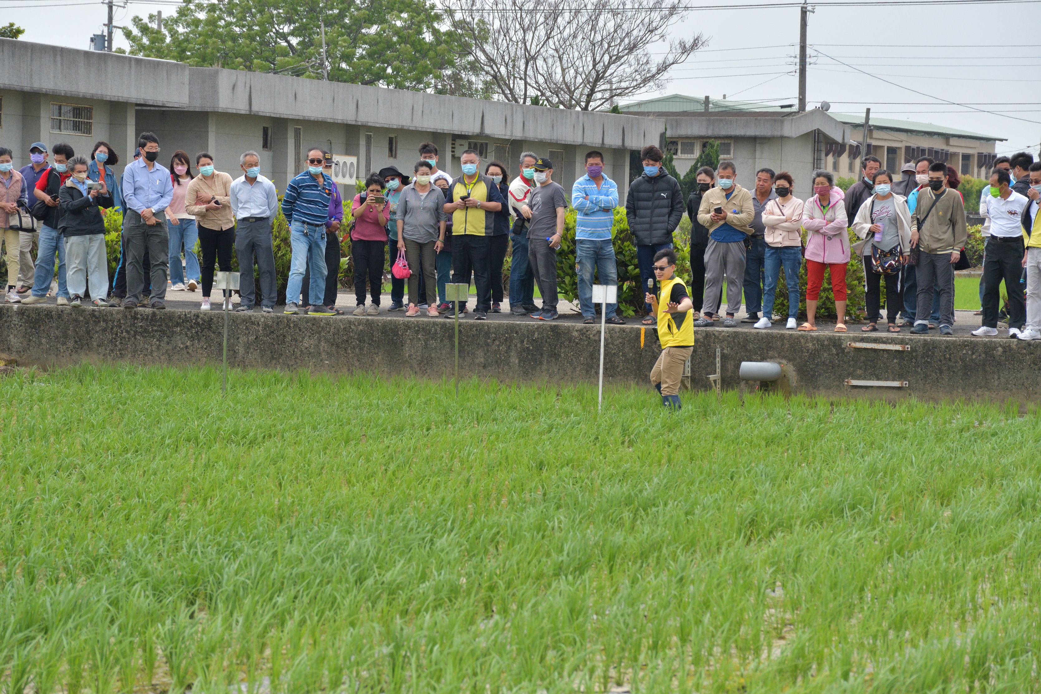 研究人員解說插秧後草抑制效果