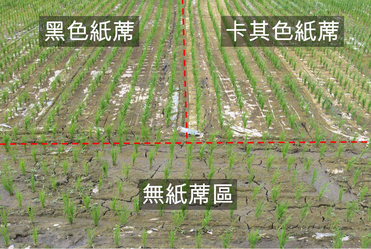 紙蓆插秧後30天之田區狀況