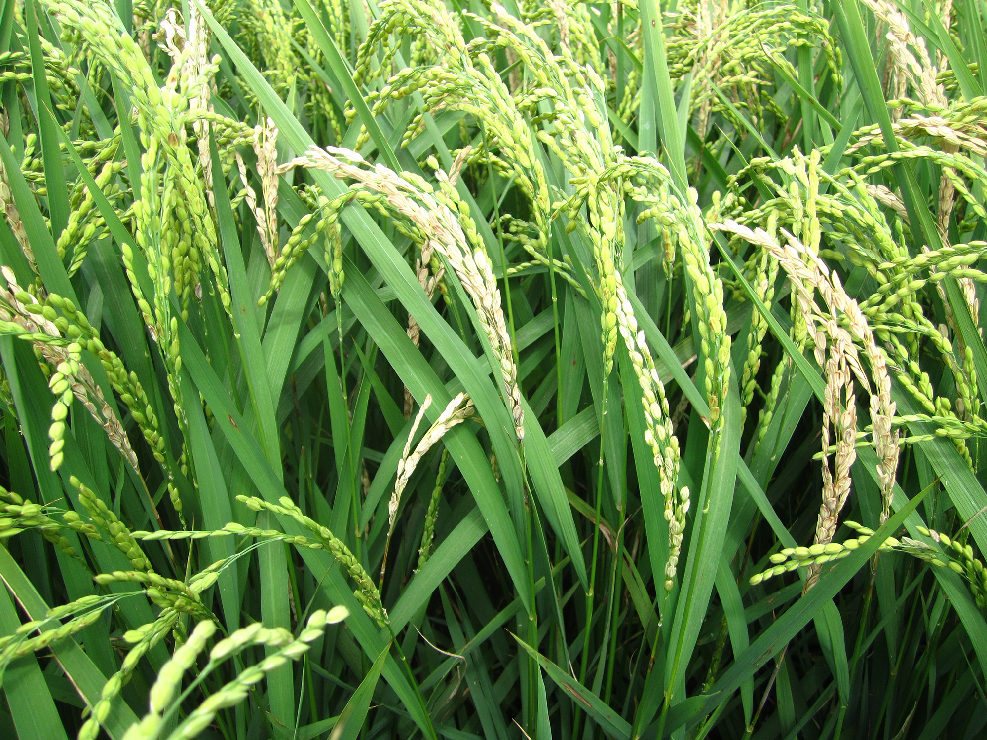 罹患穗稻熱病形成白穗