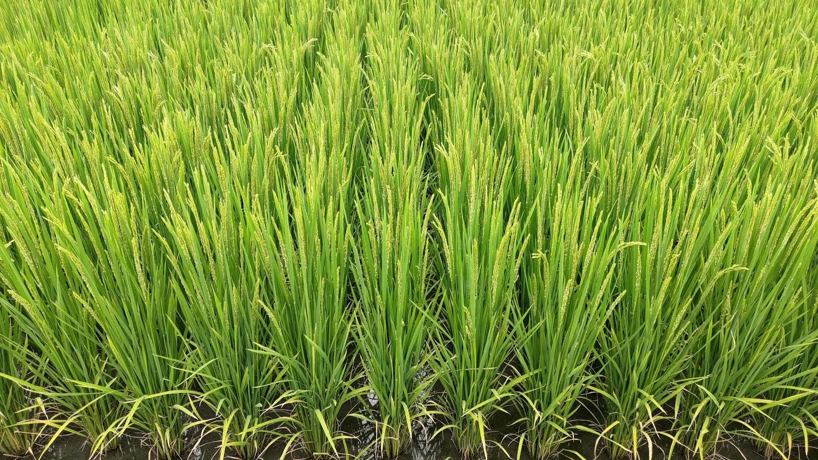 水稻抽穗期，田間之灌排水溝渠要儘快進行清除，避免颱風豪雨積水