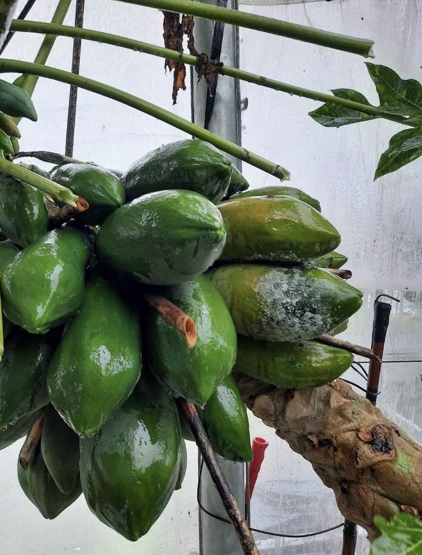 風雨過後加強防治木瓜病蟲害，減少病源傳播