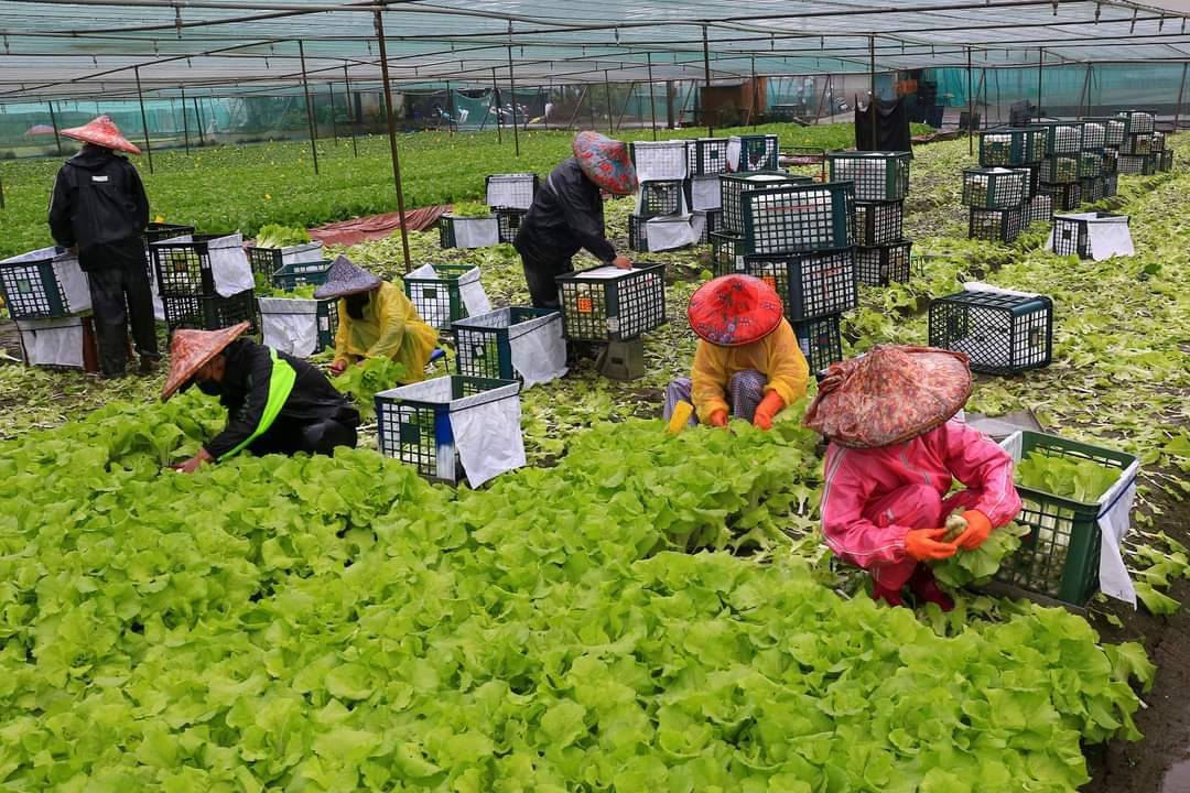 可採收的蔬菜產品應先行收穫