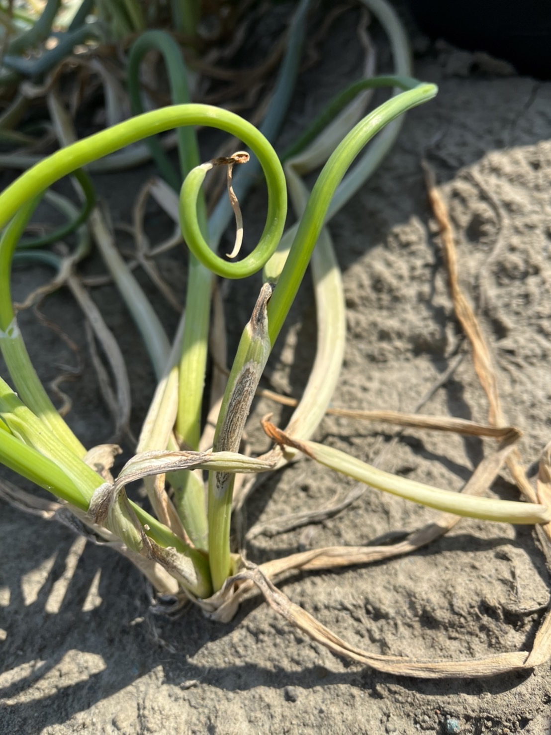 蔥炭疽病造成蔥管畸形