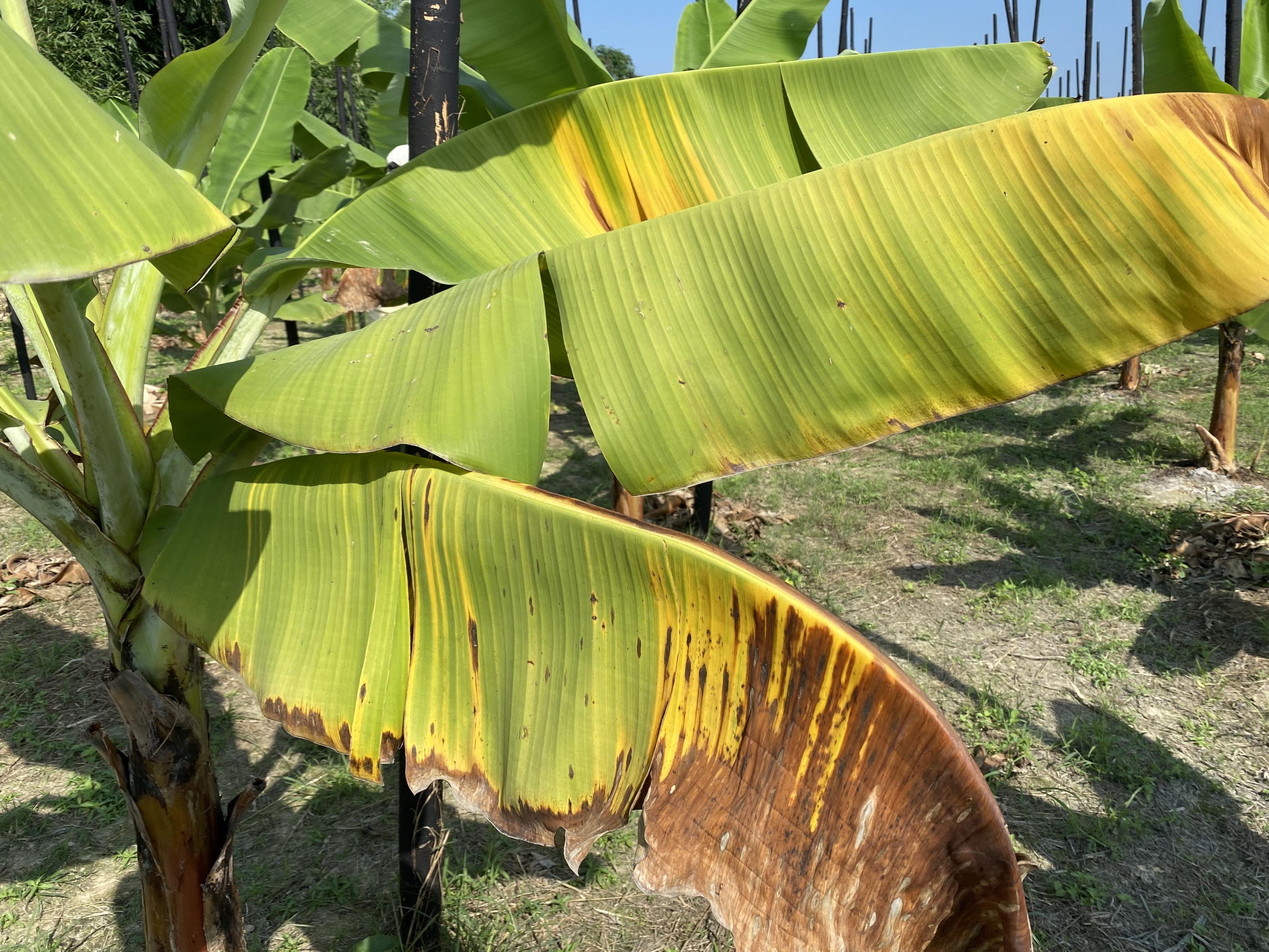 慣行栽培區香蕉黃葉病植株