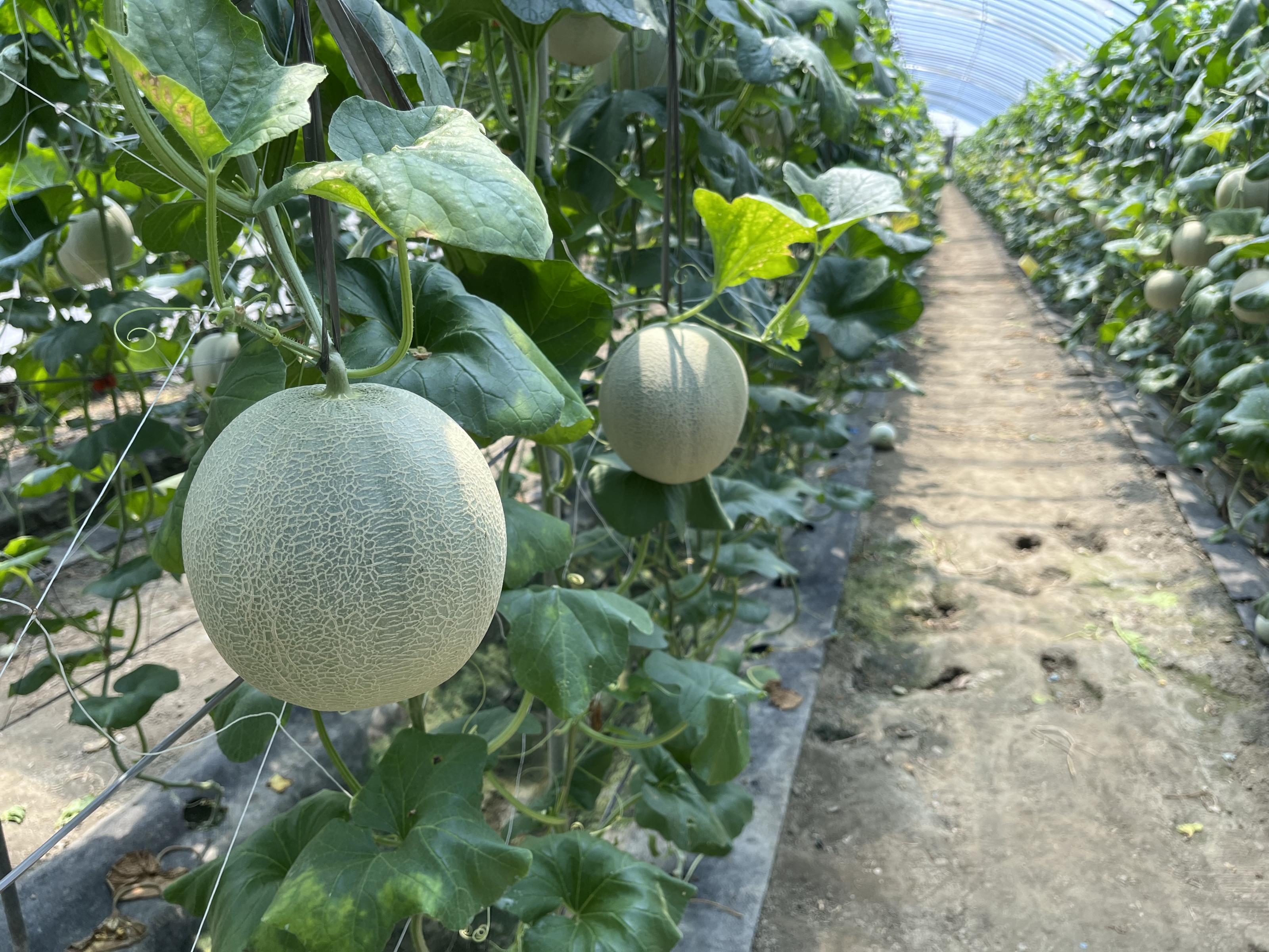 示範田種植本場品種台南11號，植株生育良好，果型飽滿。