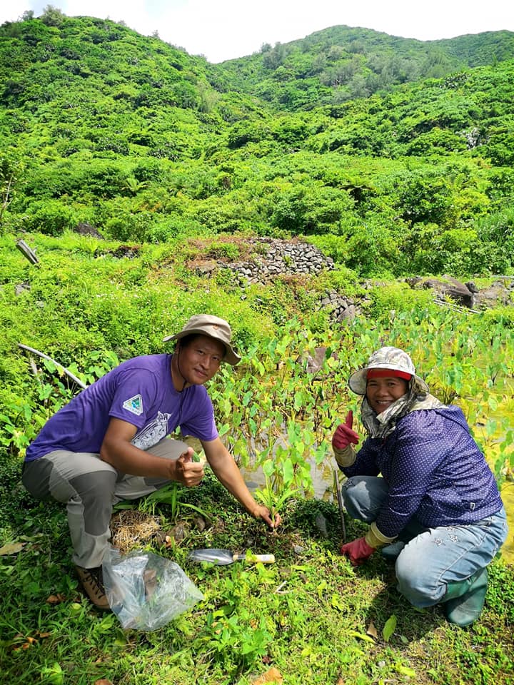 臺南區農業改良場與生物多樣性研究所共同於蘭嶼進行紫苞舌蘭復育
