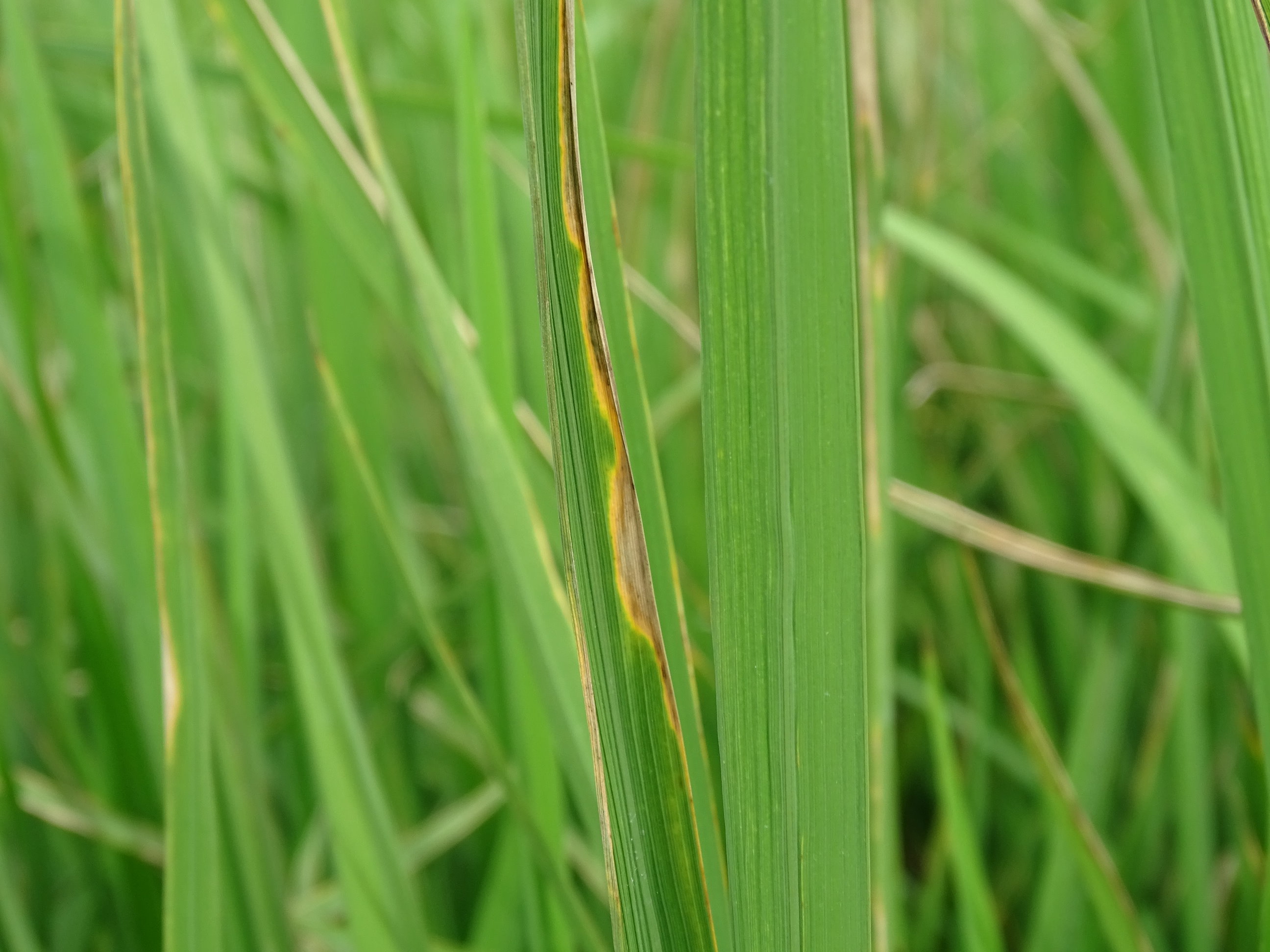 田間白葉枯病病徵