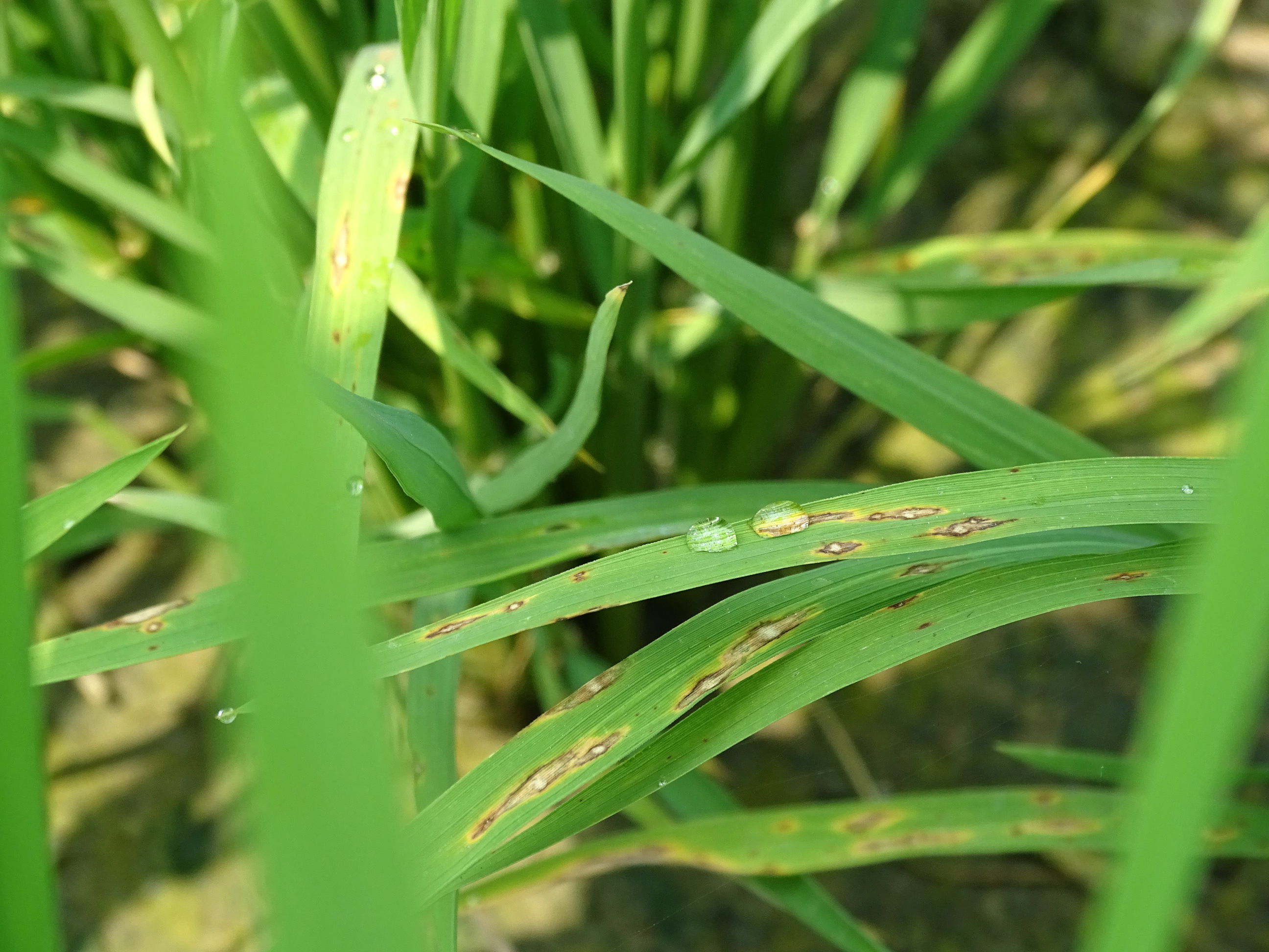 罹患葉稻熱病病斑