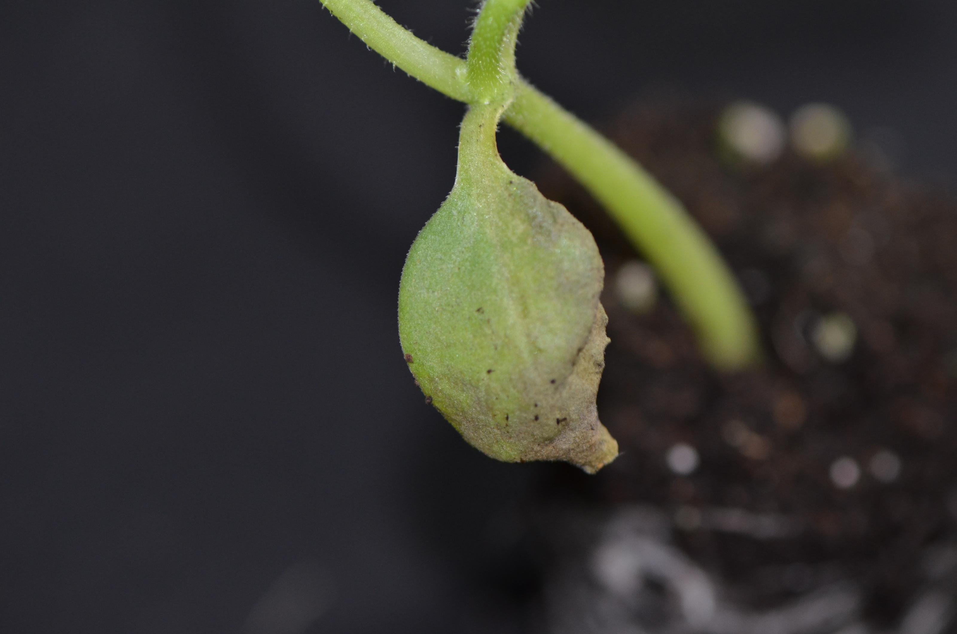 瓜苗露菌病病徵