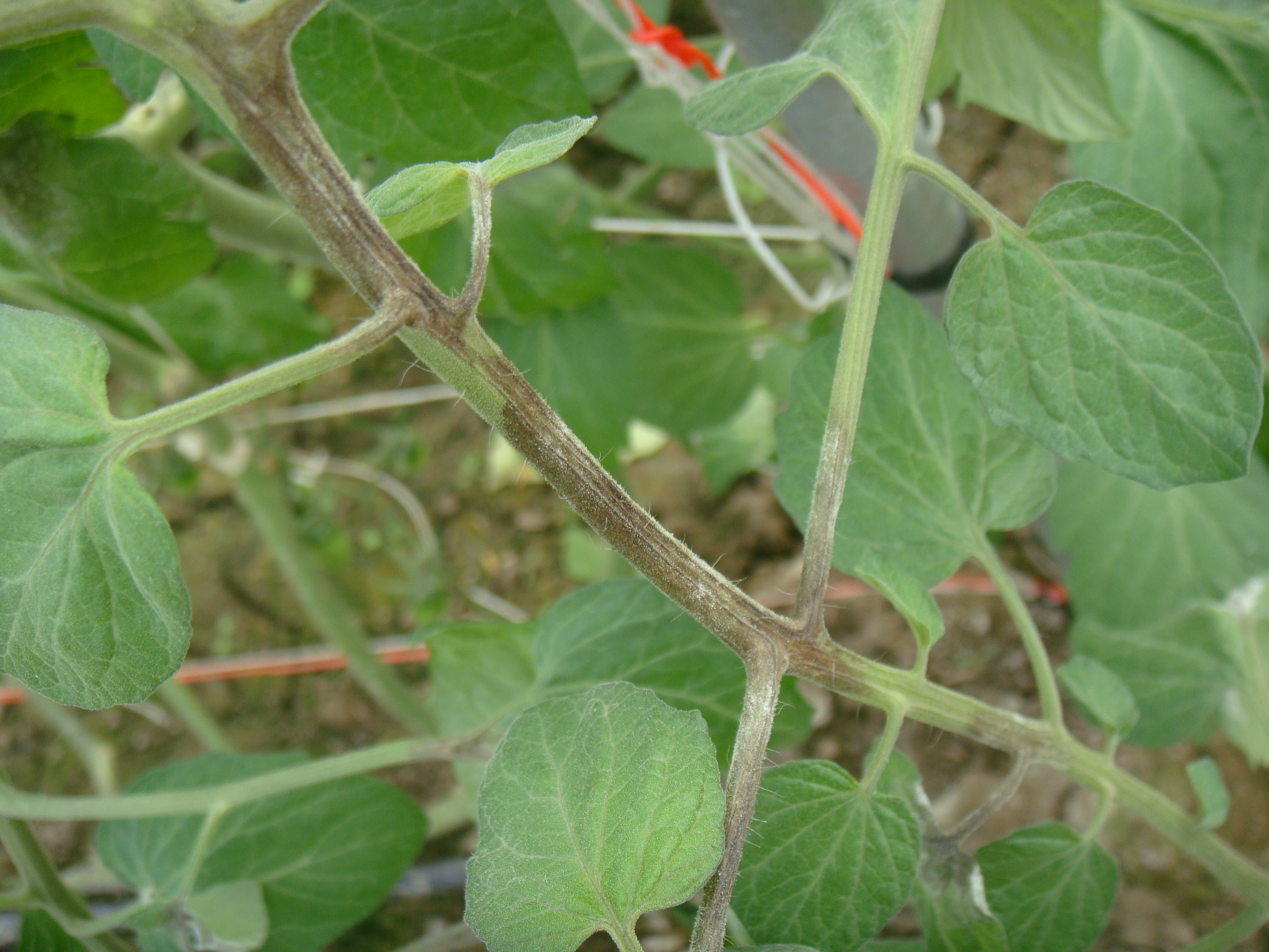 晚疫病菌在番茄莖、葉上造成黑褐色病斑2