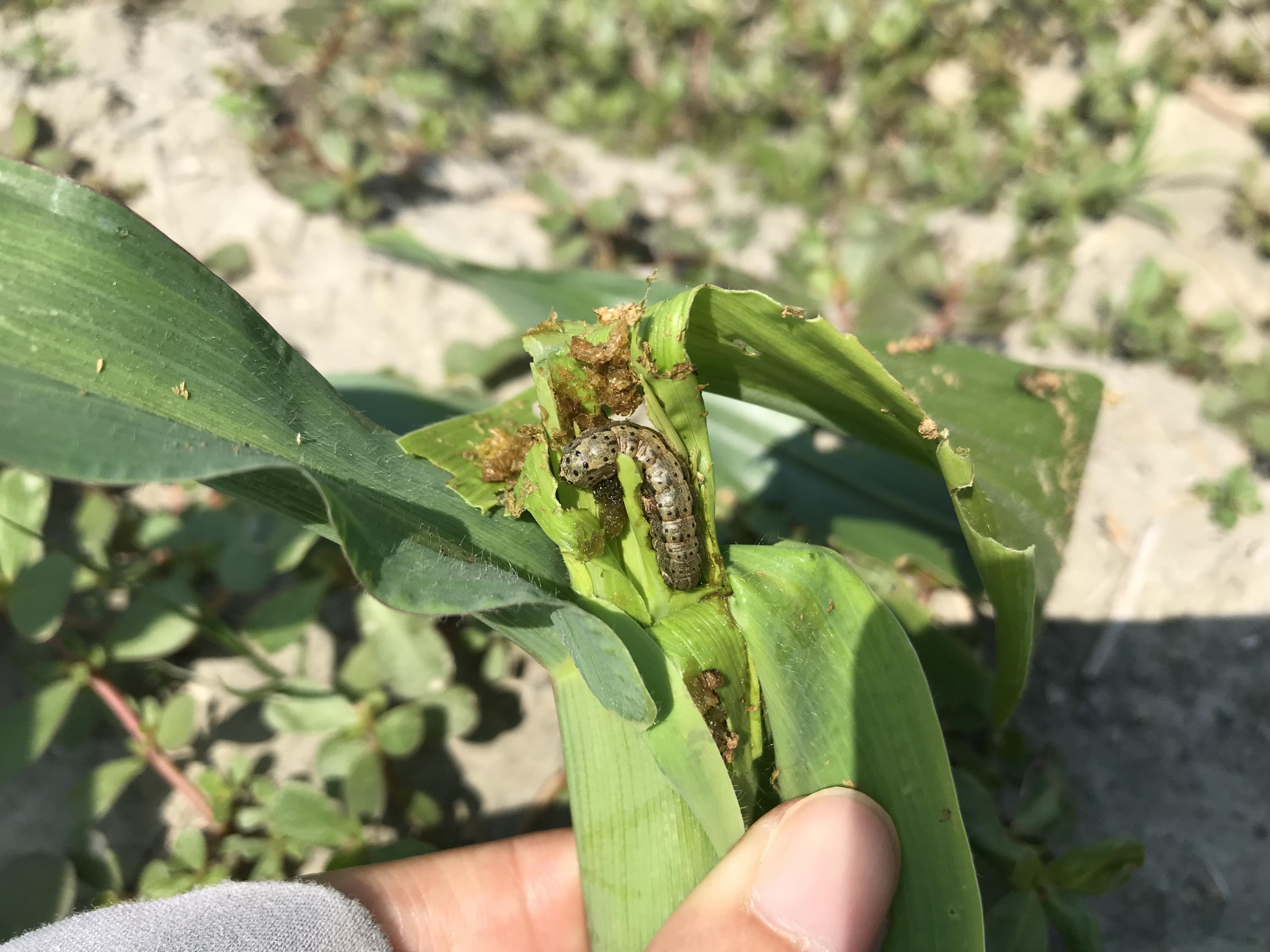 幼蟲啃食玉米生長點