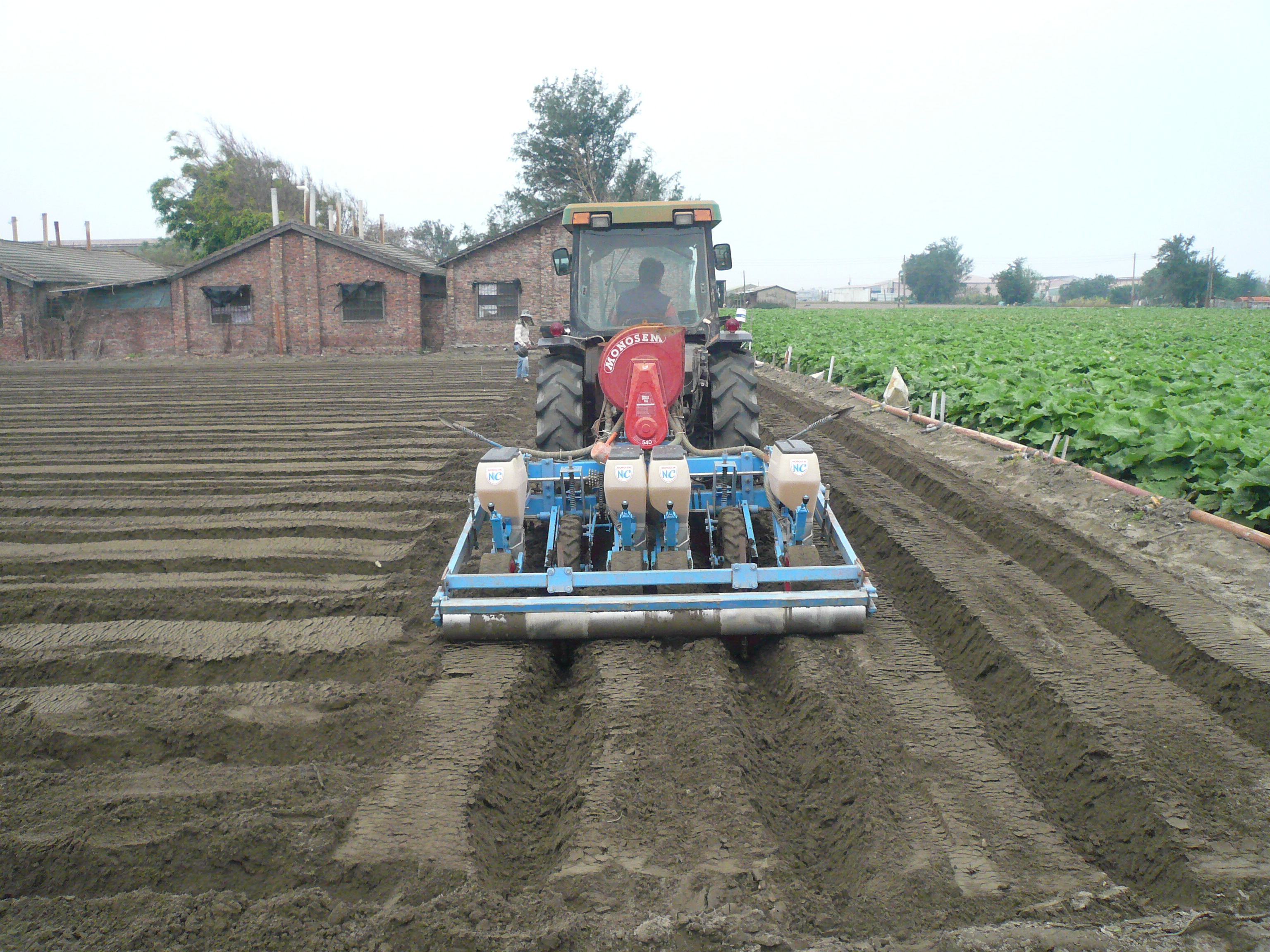 落花生種原混雜過程之一-播種