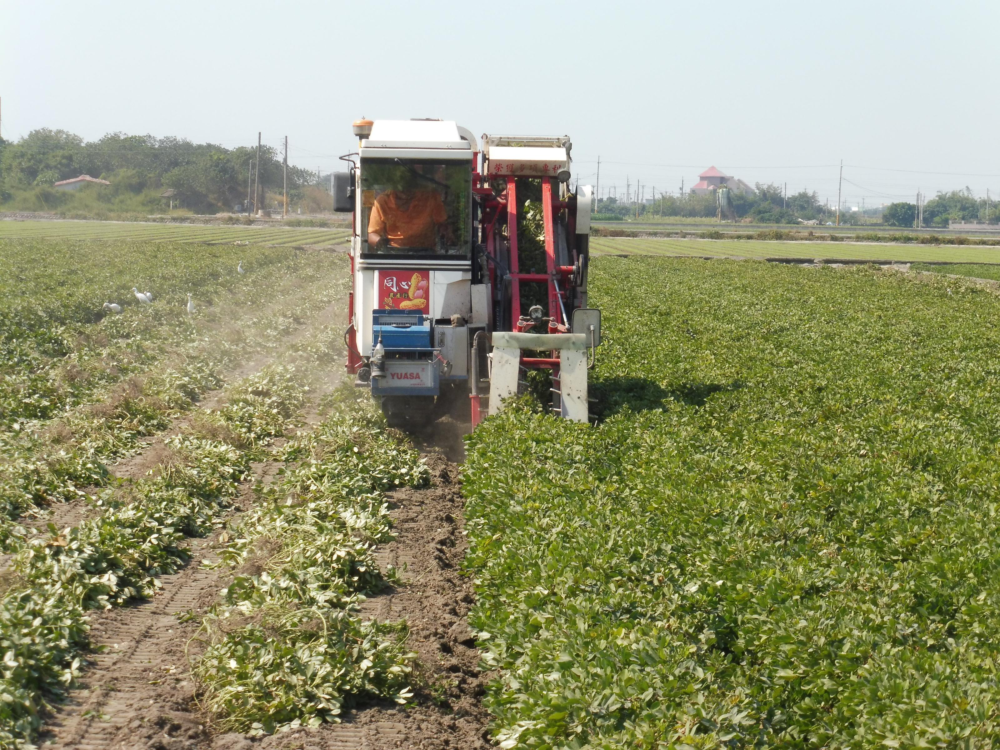 落花生種原混雜過程之二-採收