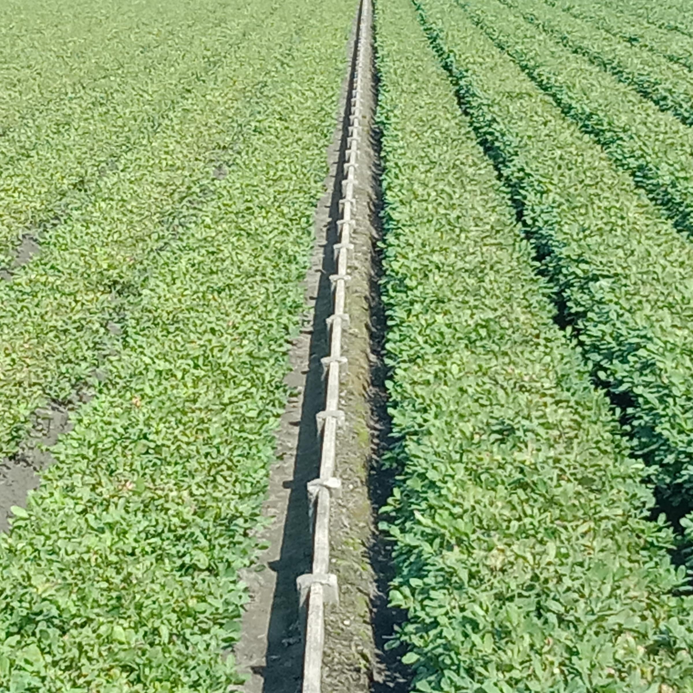 落花生種原混雜過程之四-鄰田異品種(系)雜交