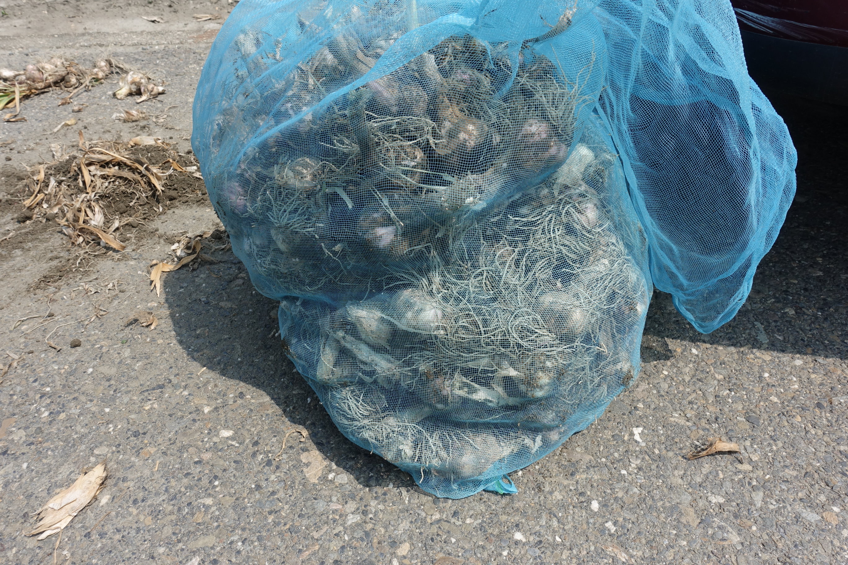 挖掘型大蒜收穫機收穫後