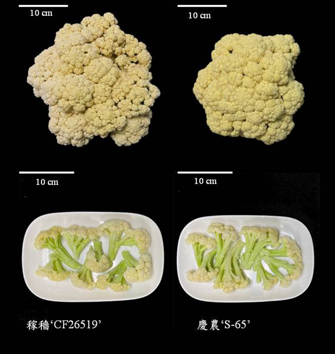 由14個商業品種篩選之2個潛力花椰菜品種花球外觀(上方)及其加工後樣態(下方)。
