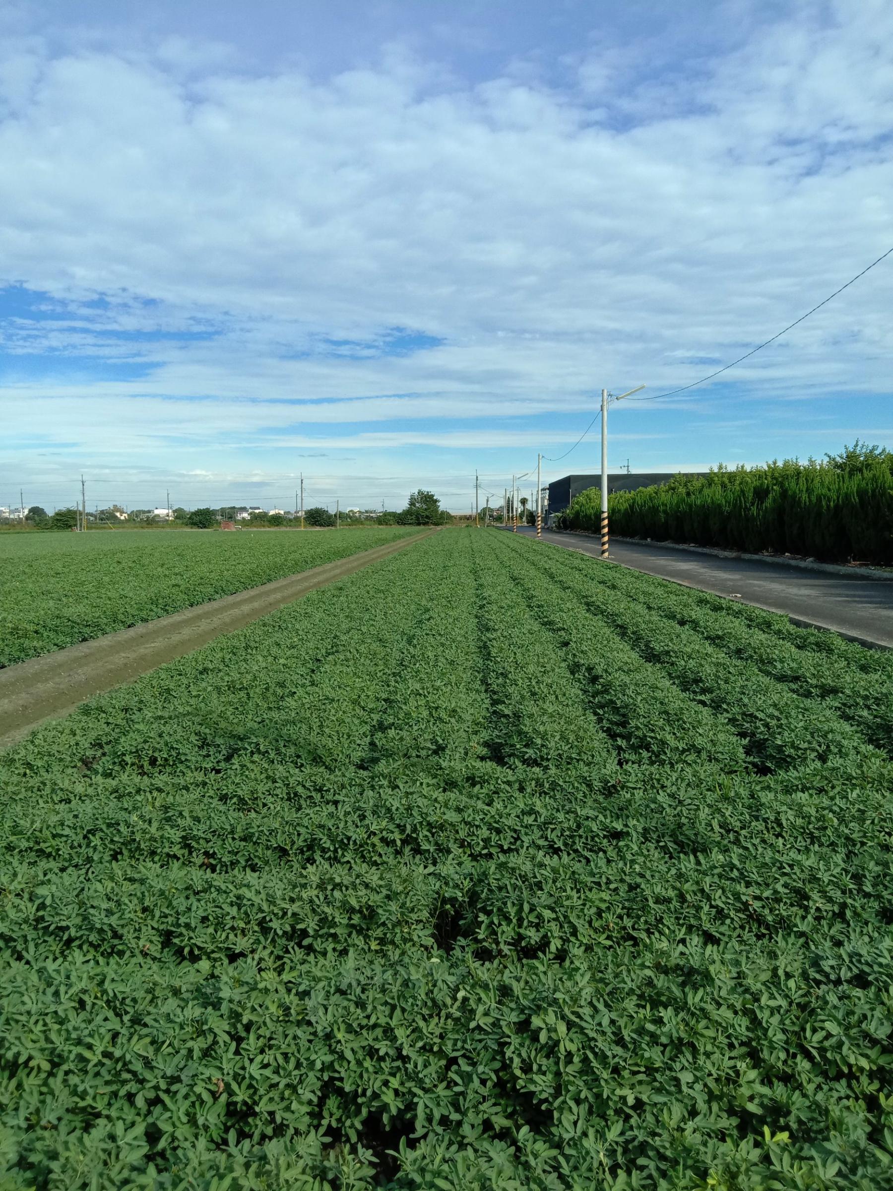 落花生是國內主要的雜糧作物