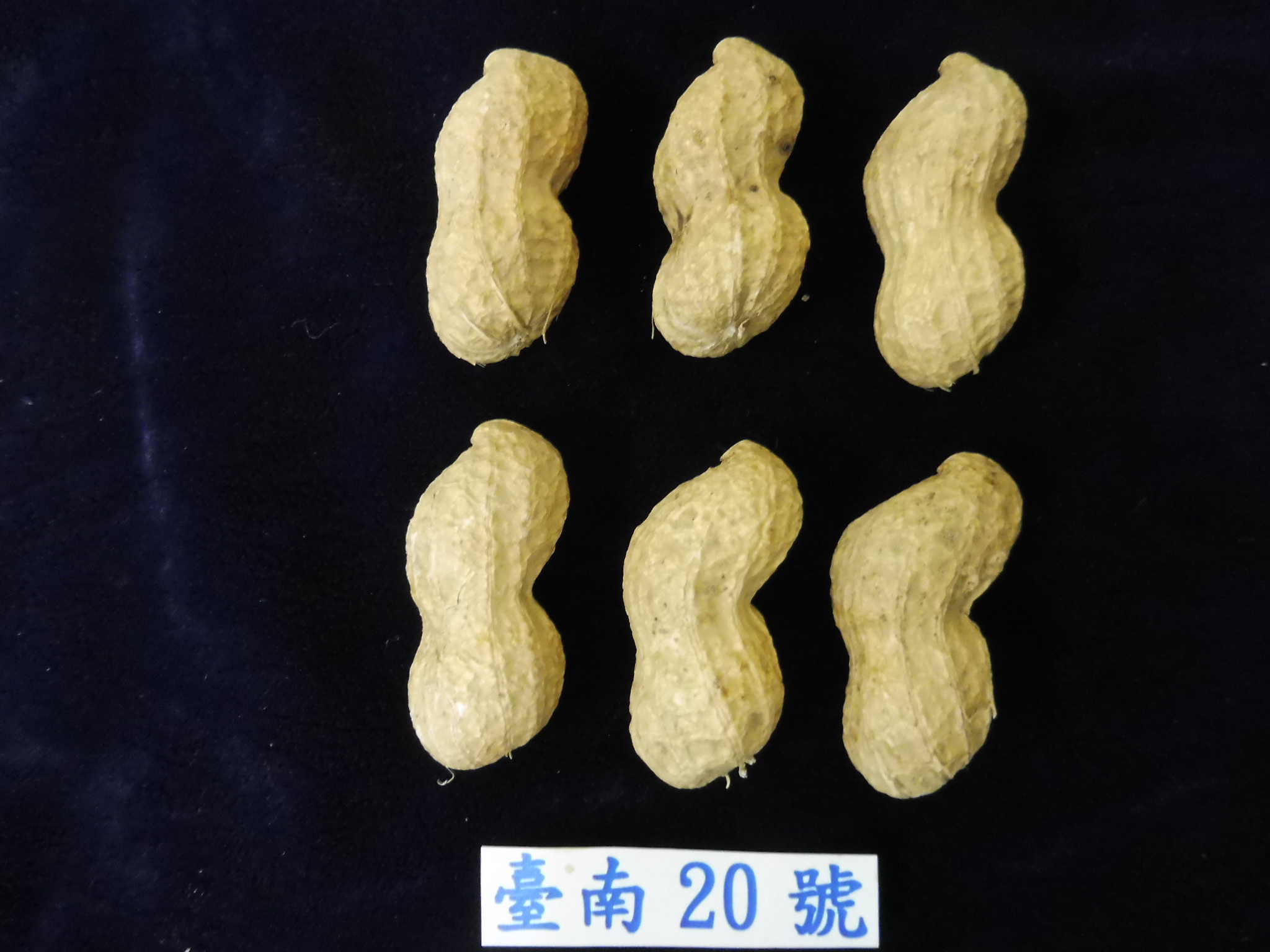 國內第一個高油酸落花生品種