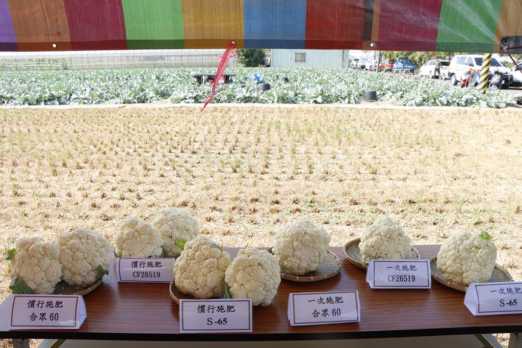 實物展示各處理花椰菜花球