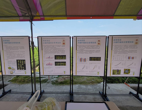 實物展示貯藏紅生理障礙結球萵苣