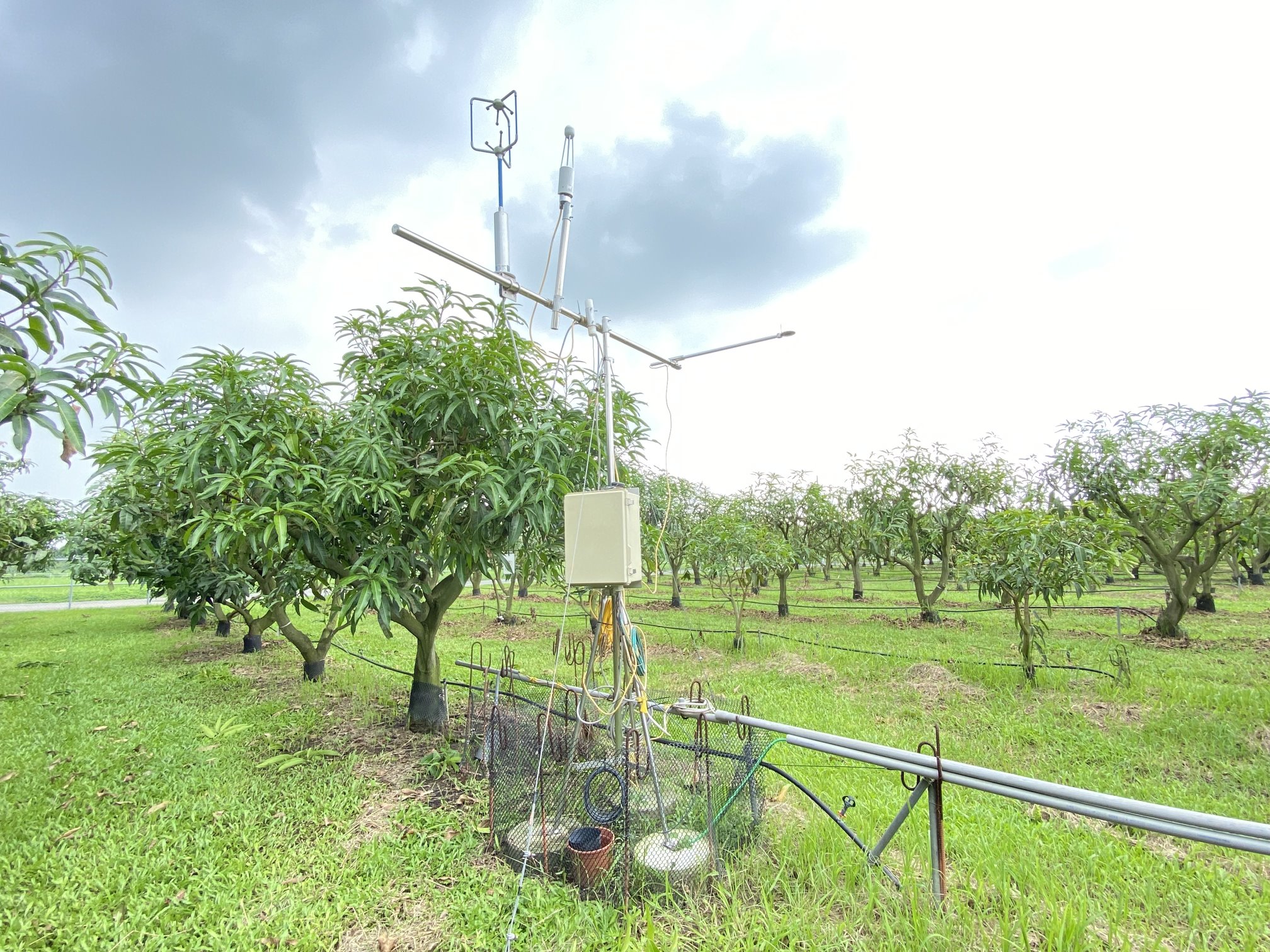 芒果園蒸發散量調查裝置，可作為灌溉參考指標