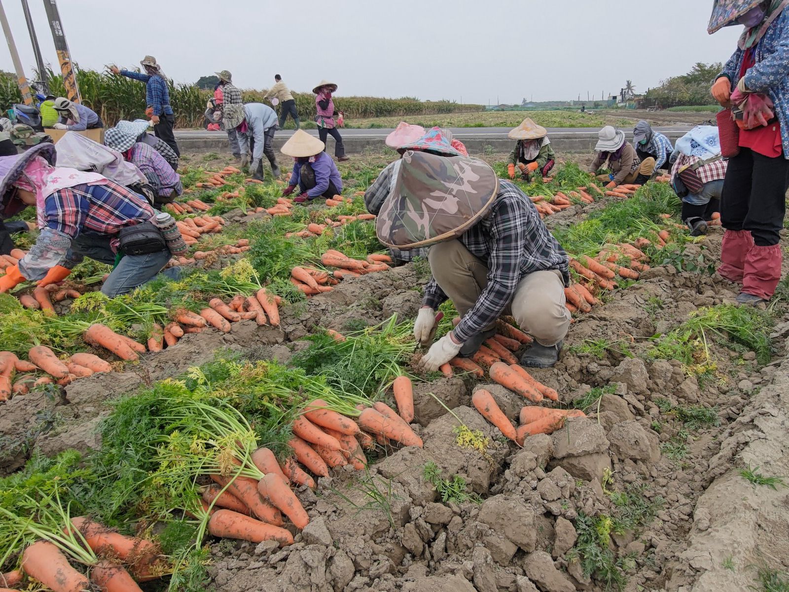 專業採收人員一把把地將胡蘿蔔拔出土面