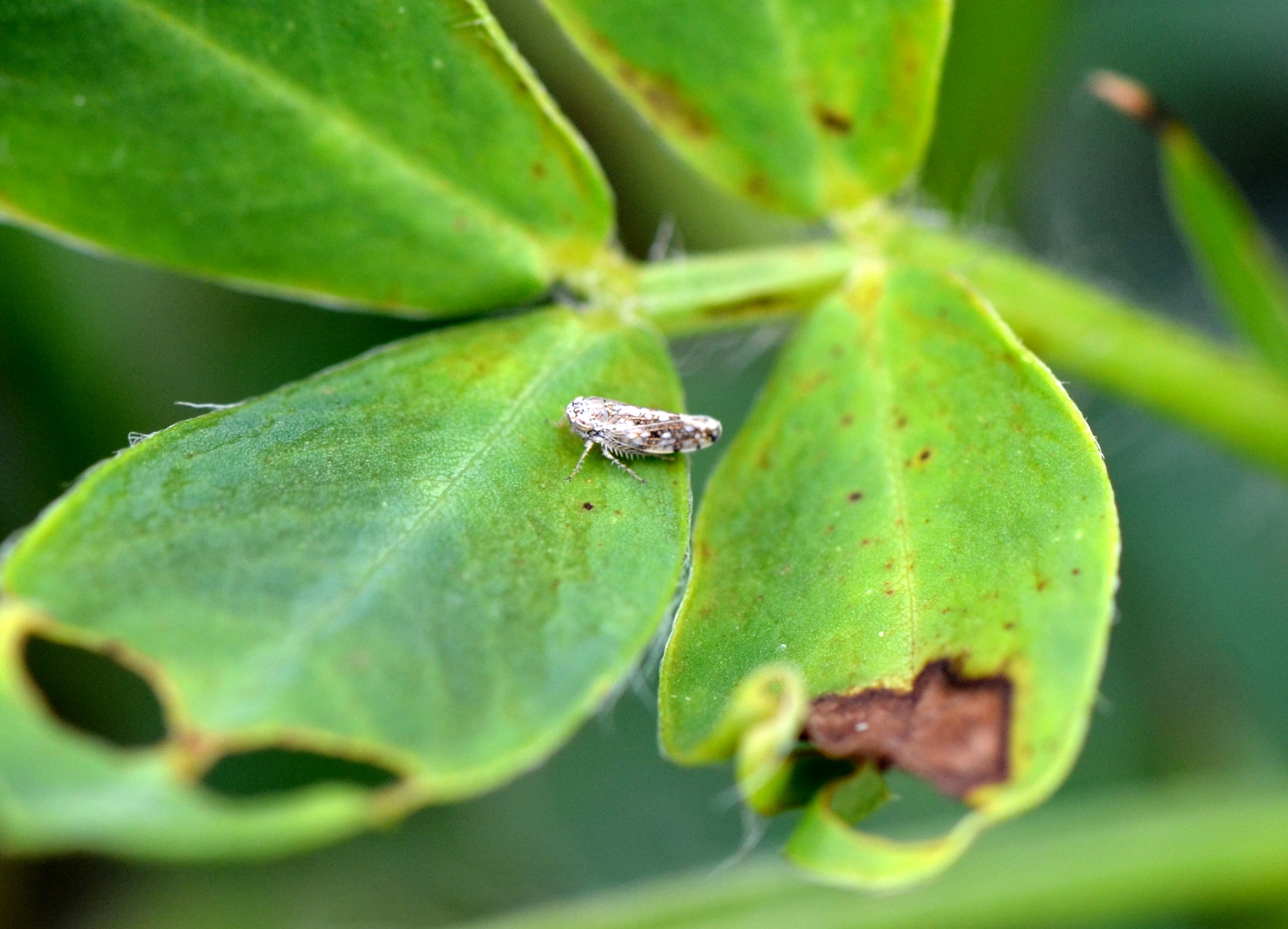 防治簇葉病需加強田間葉蟬類昆蟲防治
