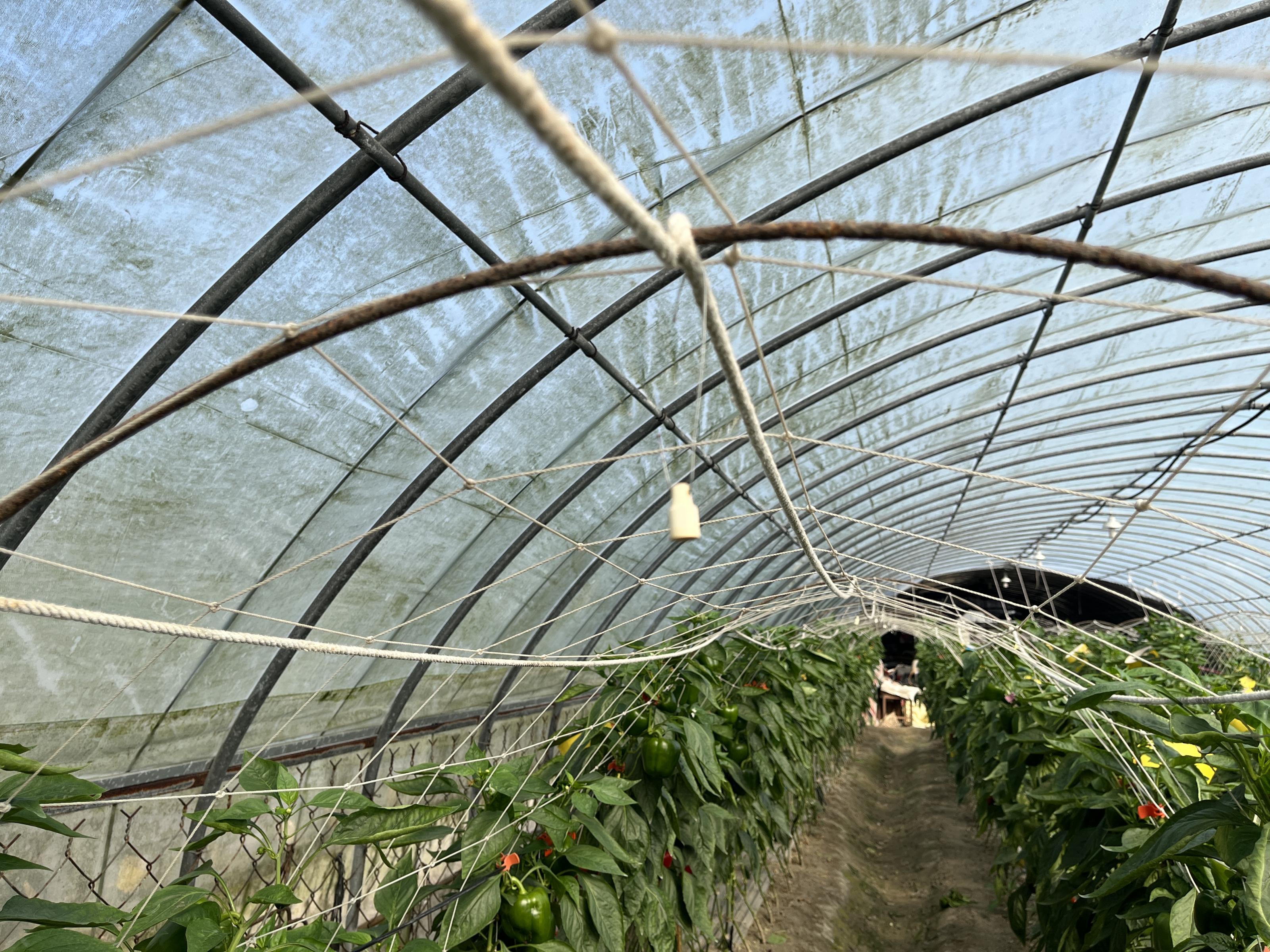 薊馬警戒費洛蒙