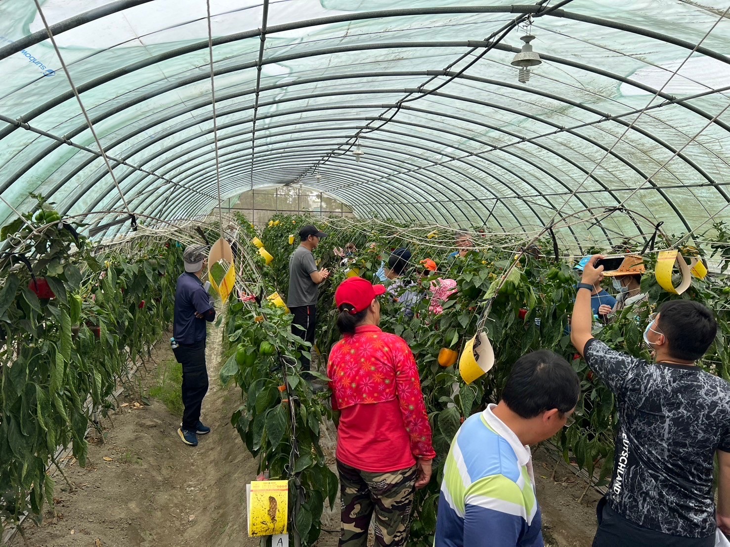 農民交流討論技術