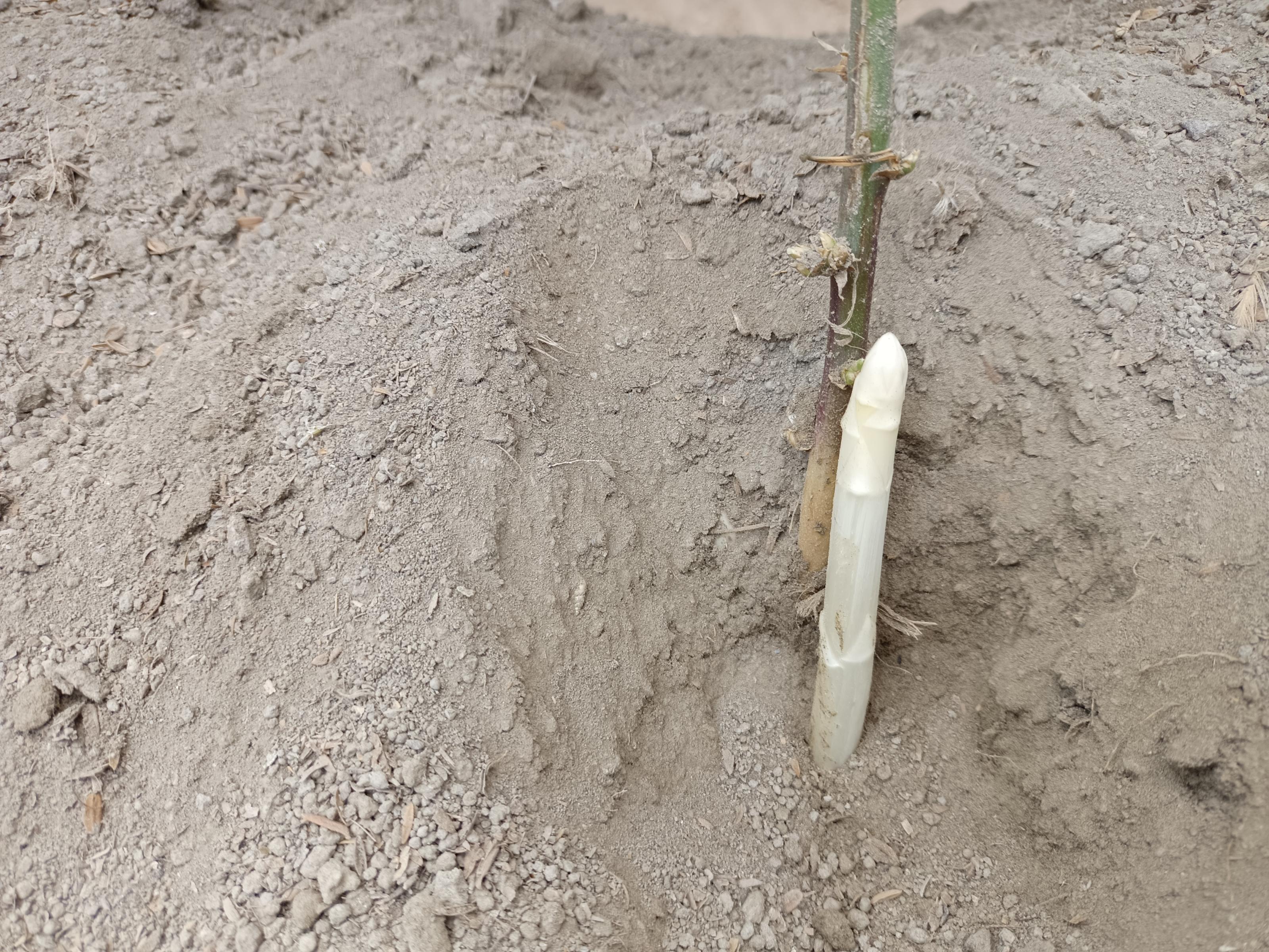 白蘆筍嫩莖生長