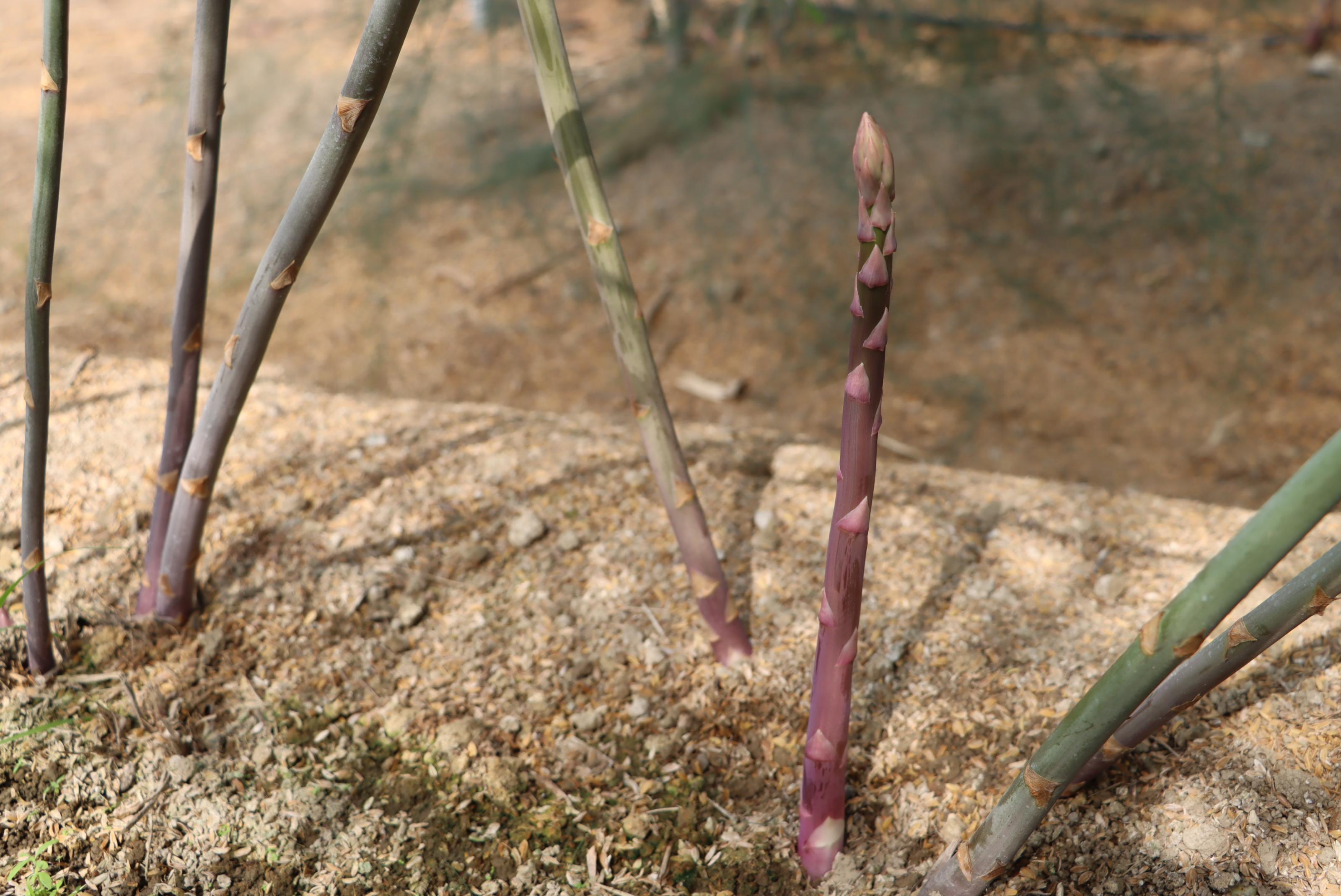 紫蘆筍嫩莖生長