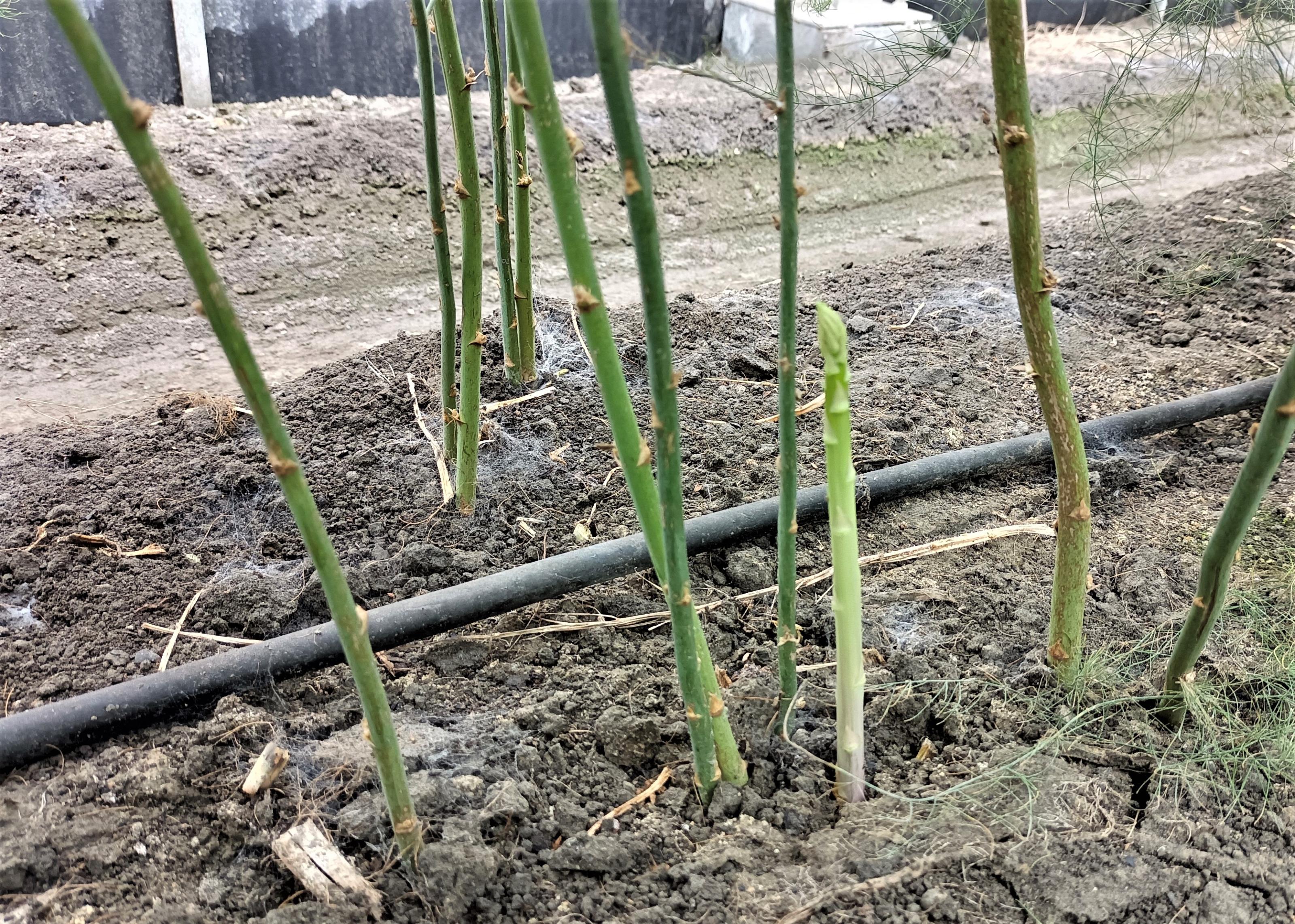 綠蘆筍嫩莖生長