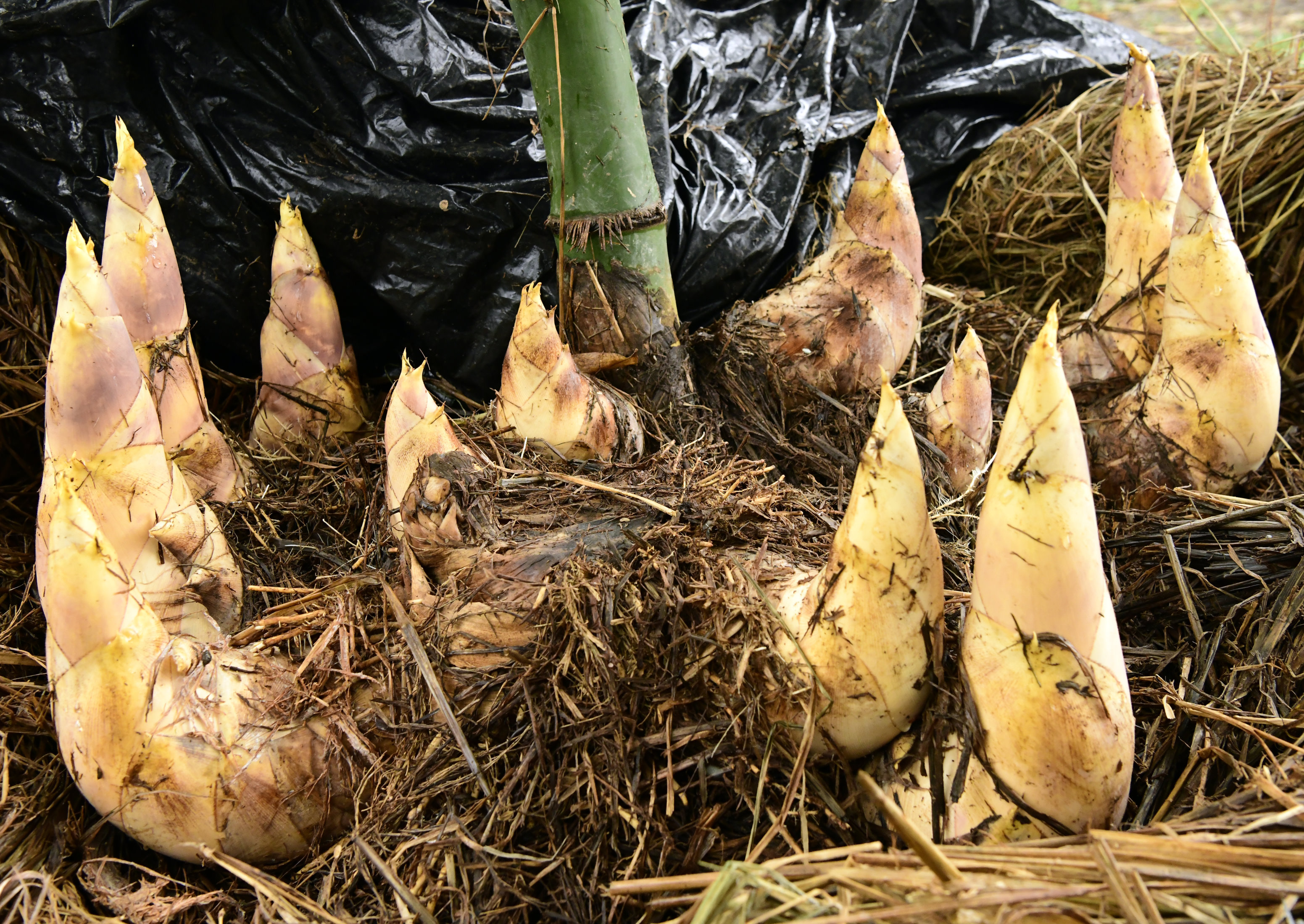 土壤改善後促進竹筍生長