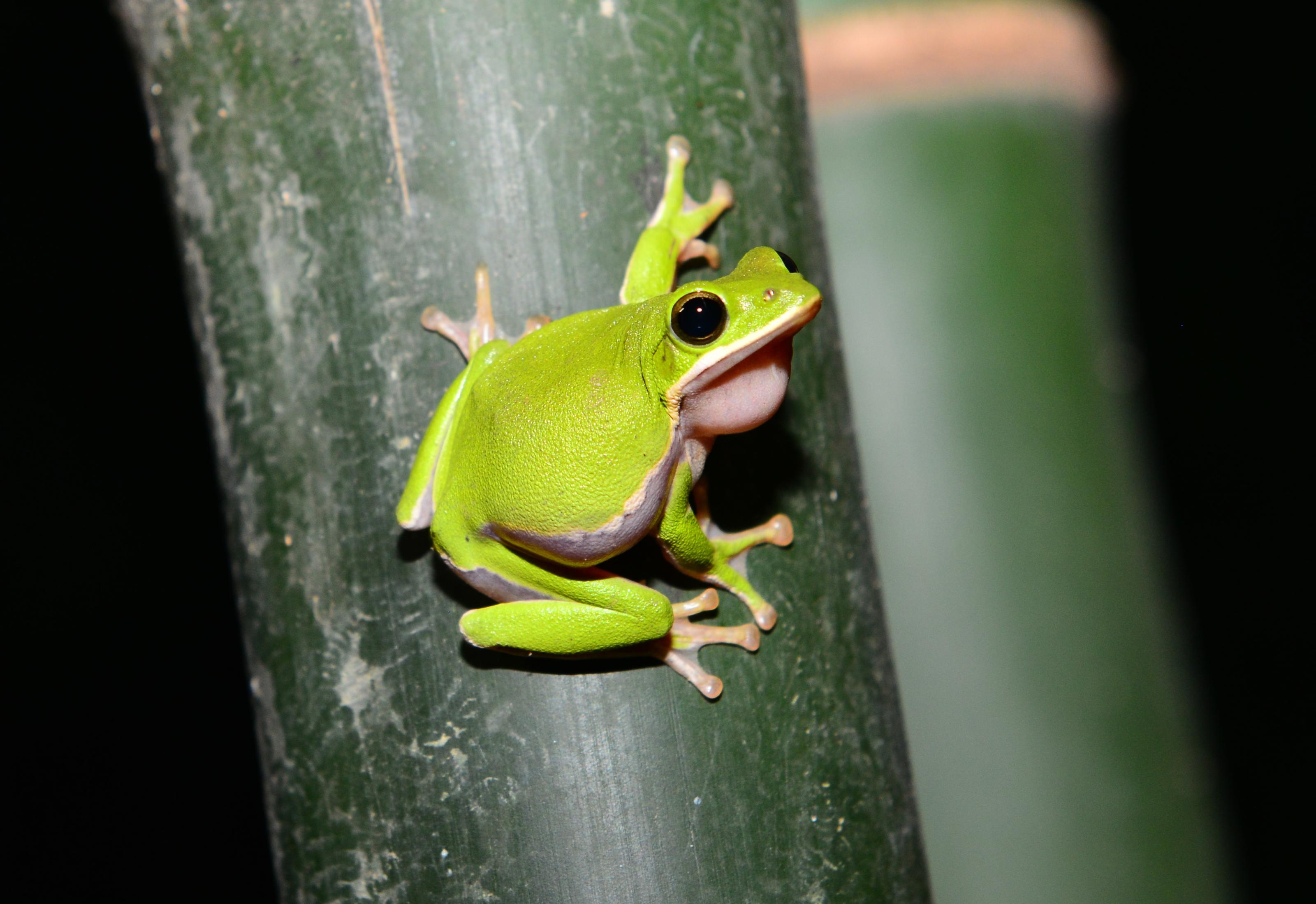 綠保竹筍田提供諸羅樹蛙繁殖好場所