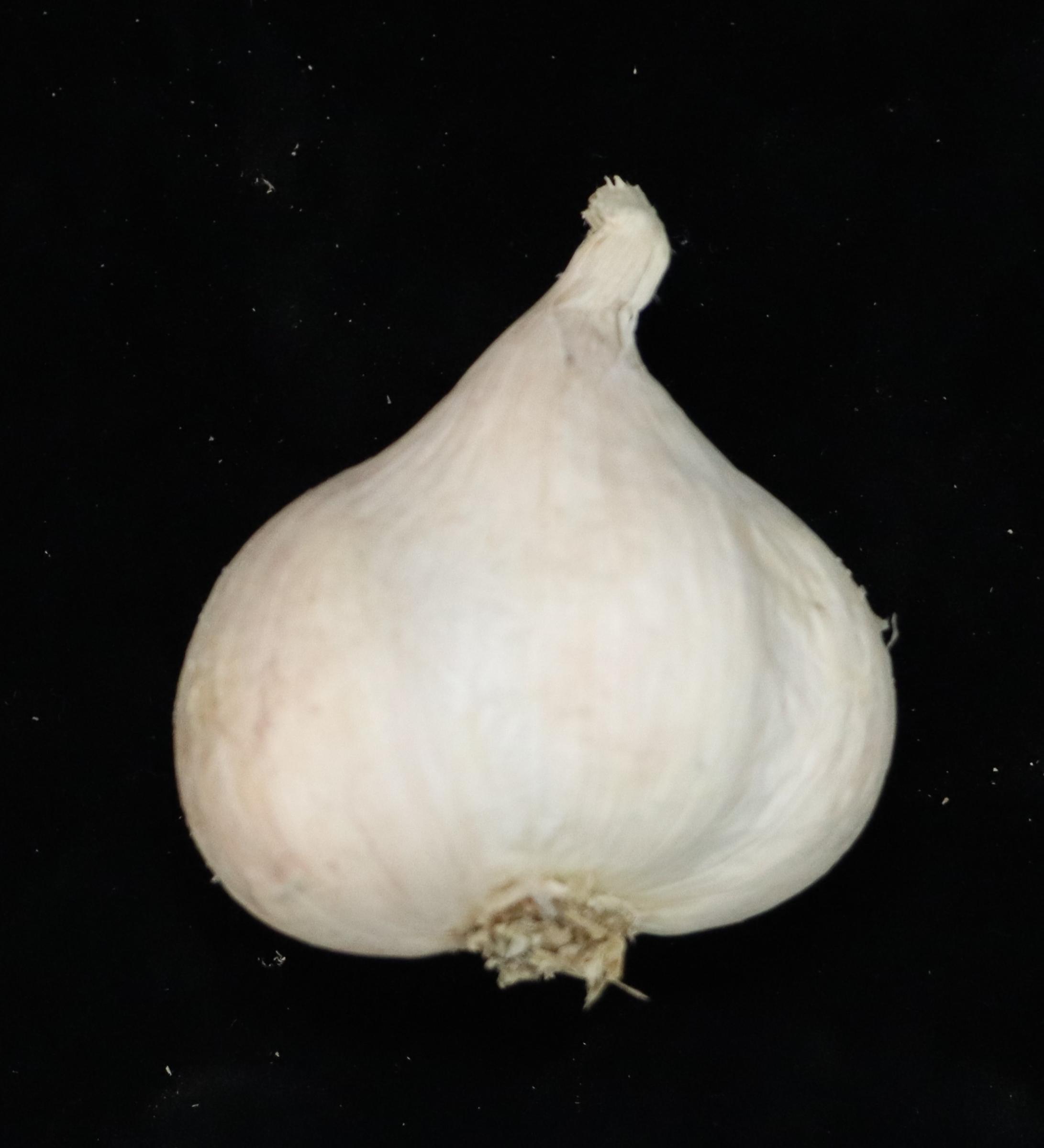 渾圓飽滿，表皮完整，觸感札實的蒜球