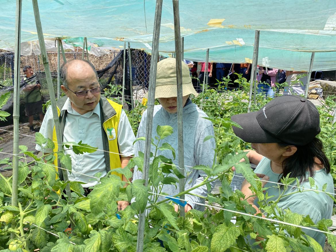 田間實際瞭解新品種‘臺南1號’與對照品種的差別