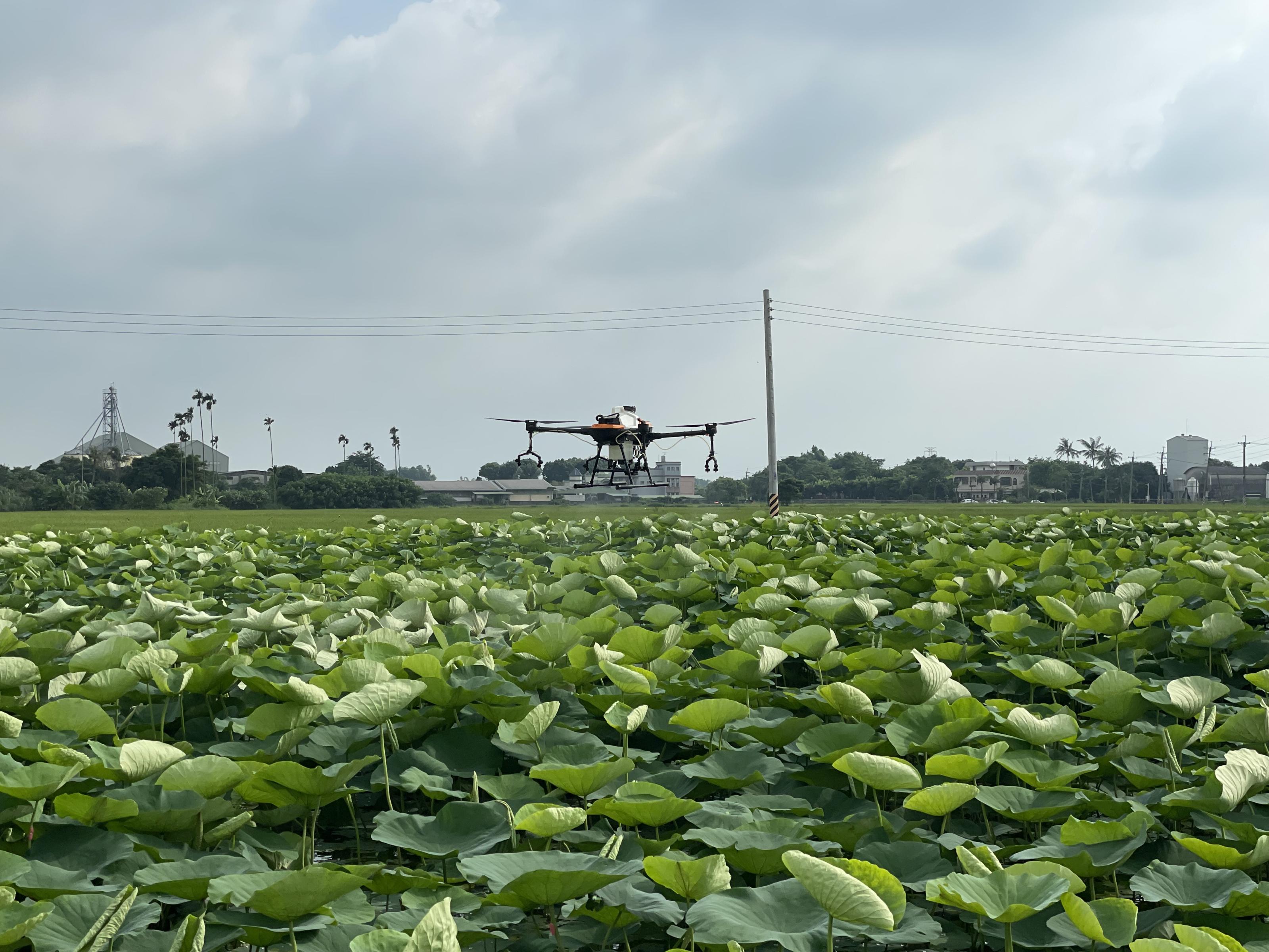 無人植保機防治蓮花小黃薊馬實況