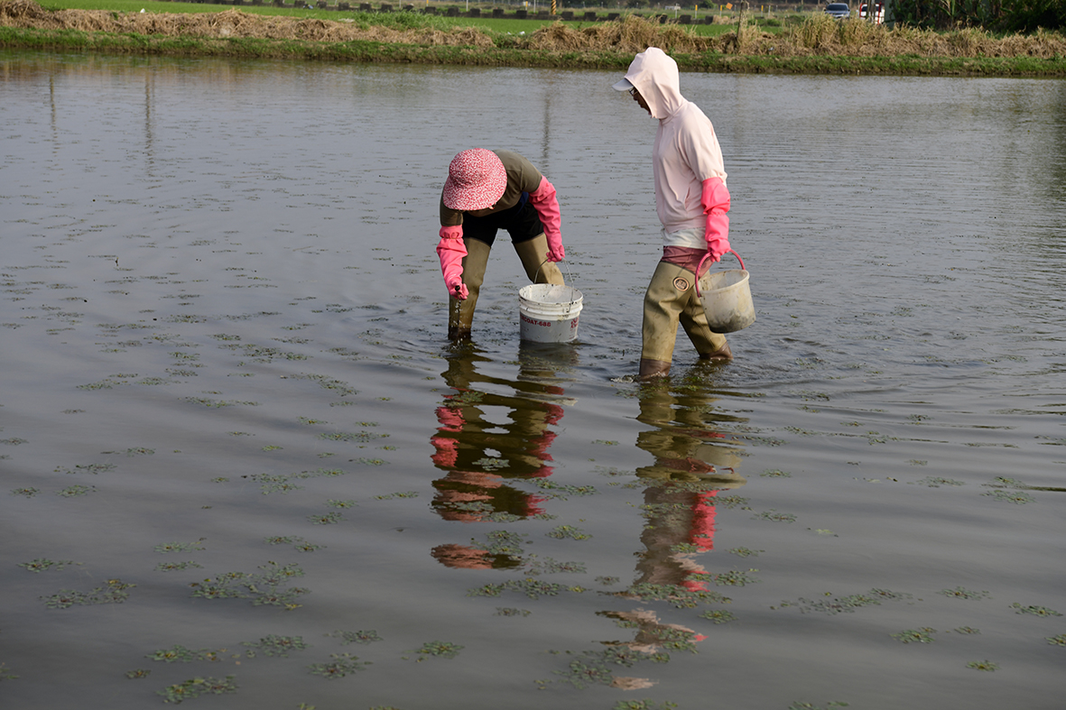 種植前田區福壽螺檢除