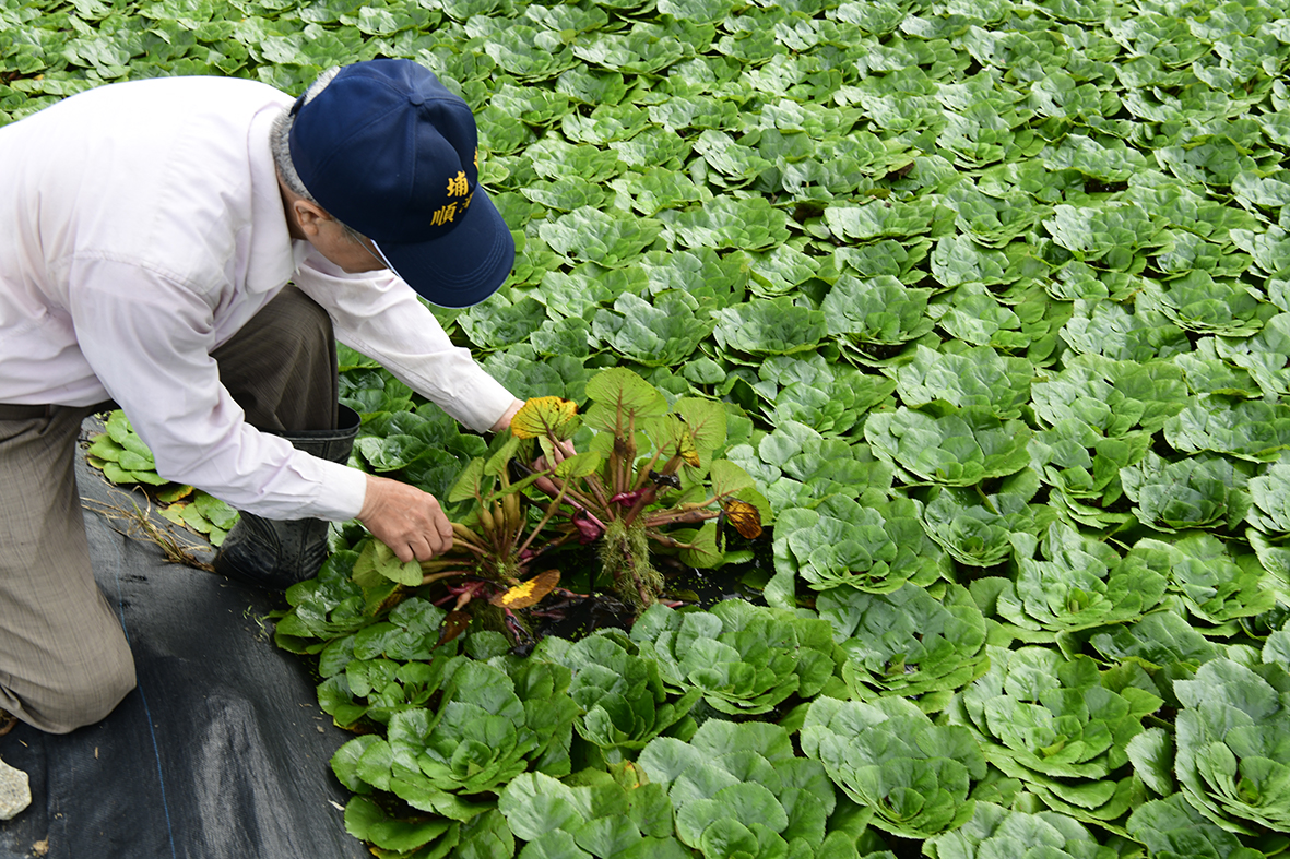 綠保田土壤改善後菱角生育佳