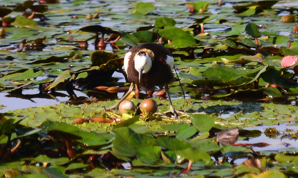 綠保菱角田提供水雉繁殖好場所