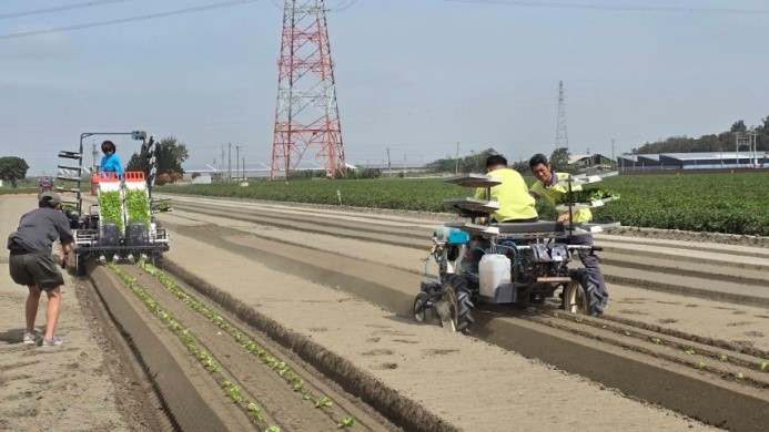 全自動及半自動蔬菜移植機實際種植