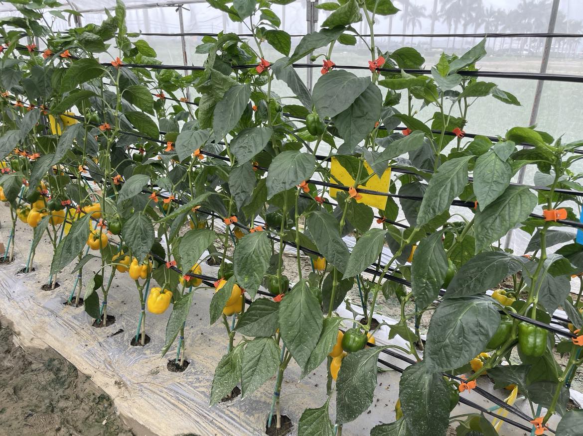 田區已成熟待採收之黃色甜椒