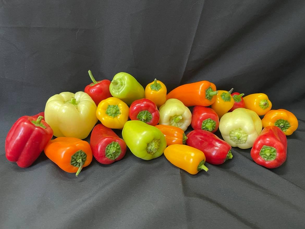 除了果實重量約250公克之甜椒,亦有果實重量較小的50~100公克的彩色甜椒