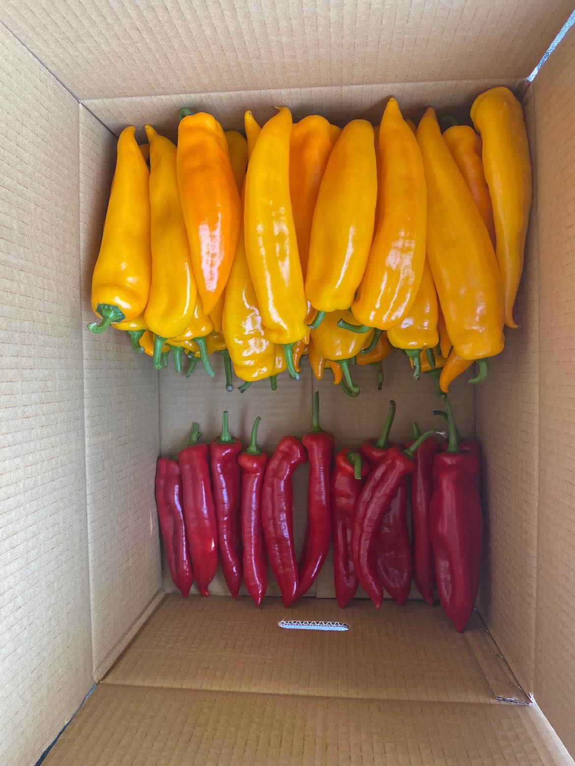 羊角型的彩色甜椒