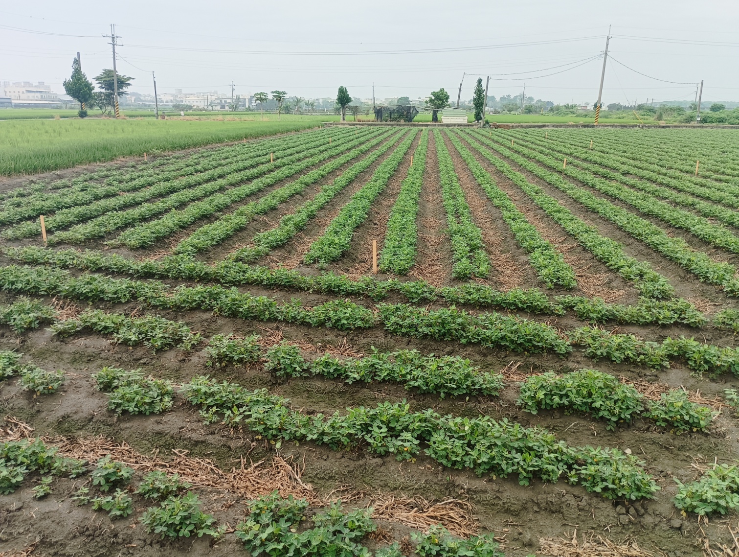施用自製堆肥於虎尾落花生春作試驗田，落花生生長情形