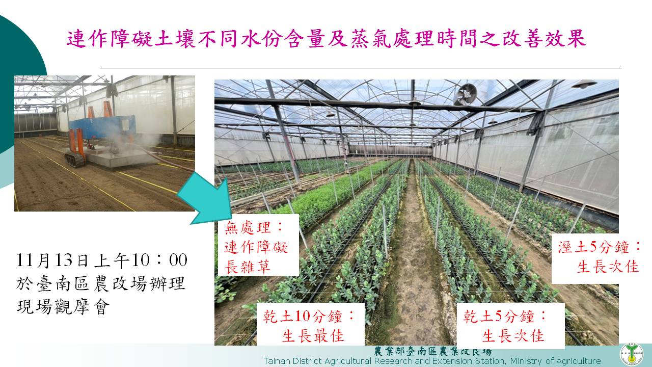自走式蒸汽消毒機處理後洋桔梗生長正常