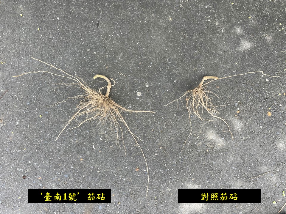 ‘臺南1號’ 茄砧具有較良好之根系(左)。