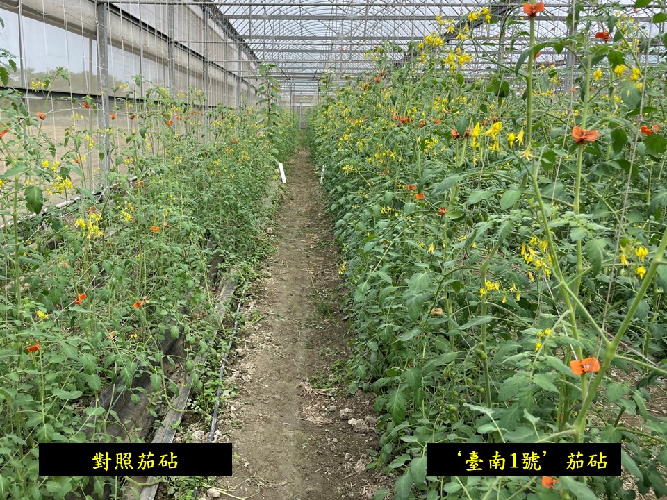  ‘臺南1號’ 茄砧具有促進小果番茄初期生長勢之表現(右)